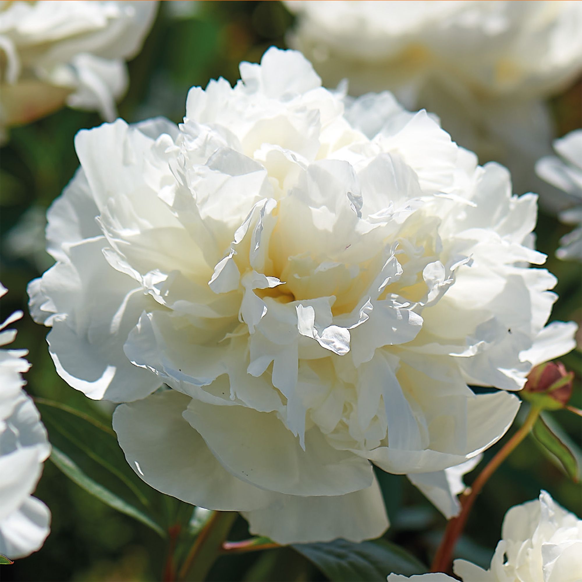 Peony Shirley Temple Flower bulb