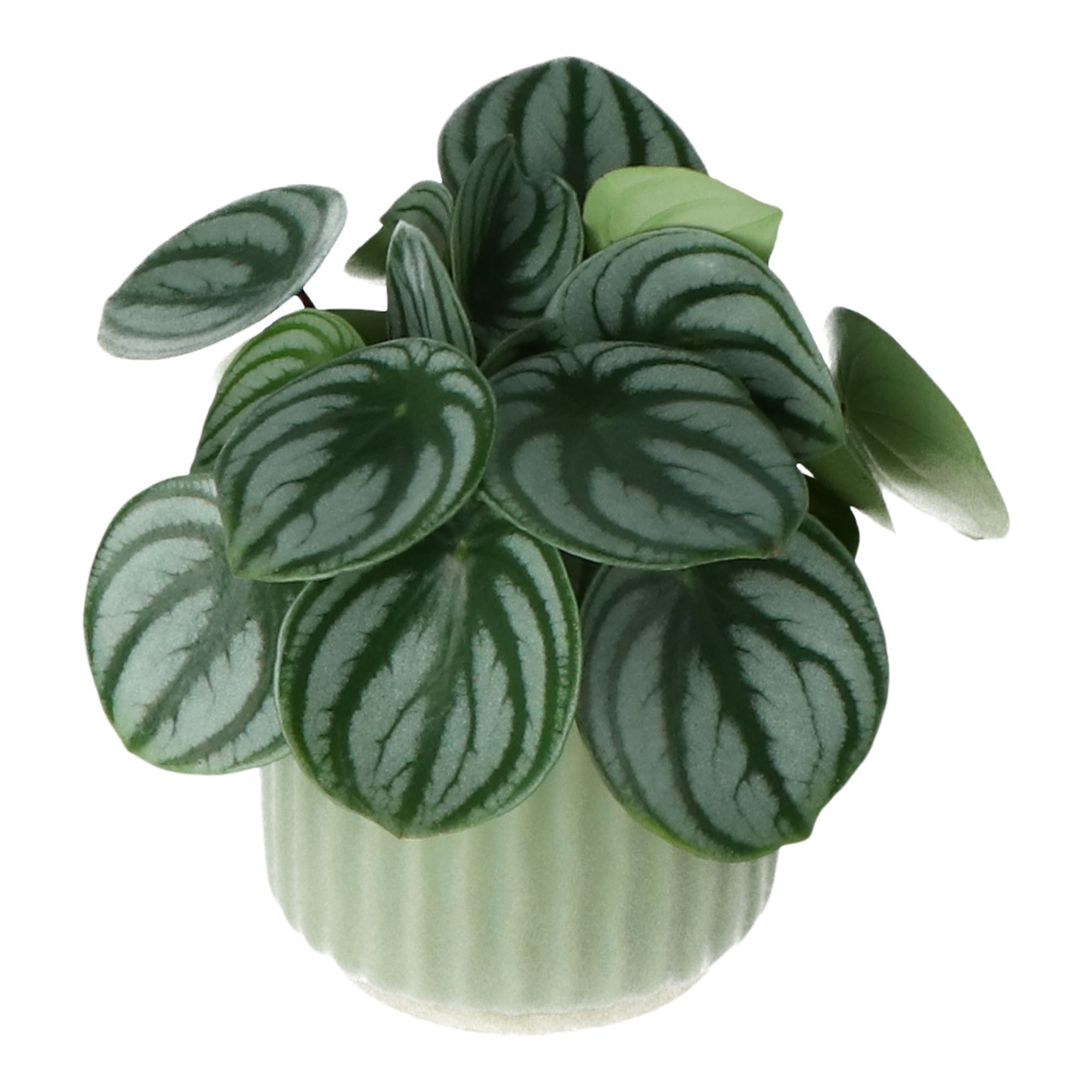 Peperomia argyreia in Ceramic Decorative pot 13cm