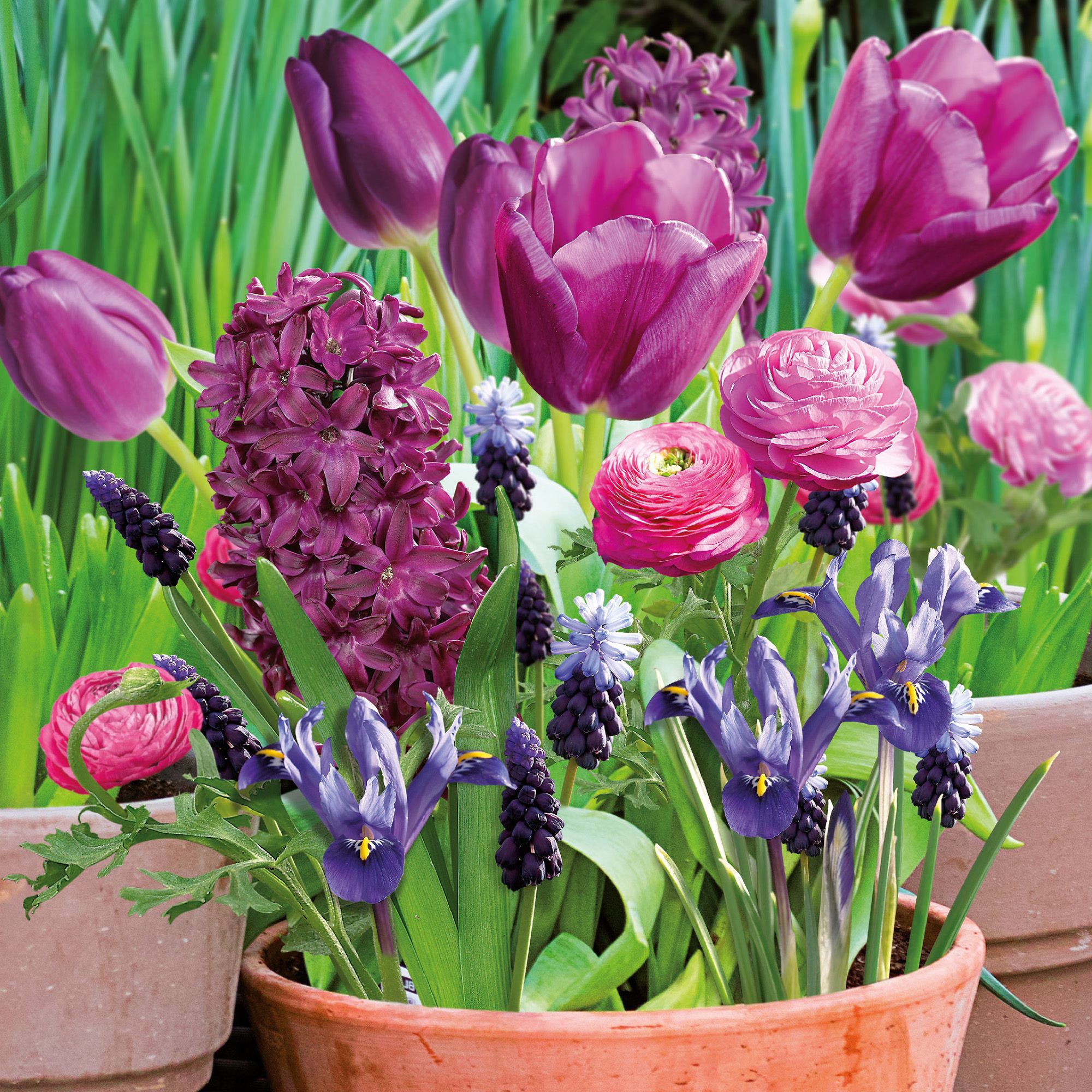 Perfect for pots collection berry mix 50 Flower bulbs