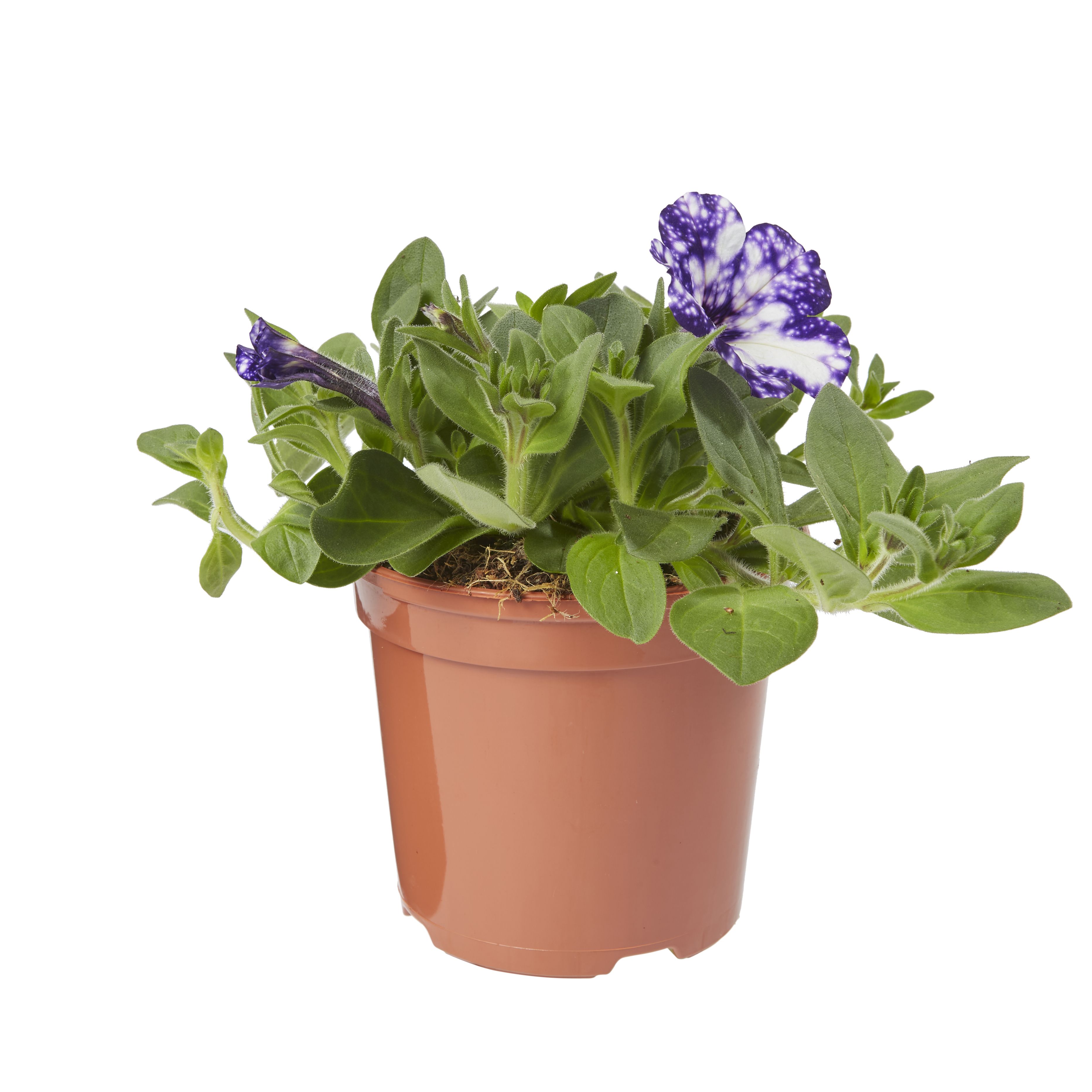 Petunia Night Sky Summer Bedding plant 13cm, Pack of 4