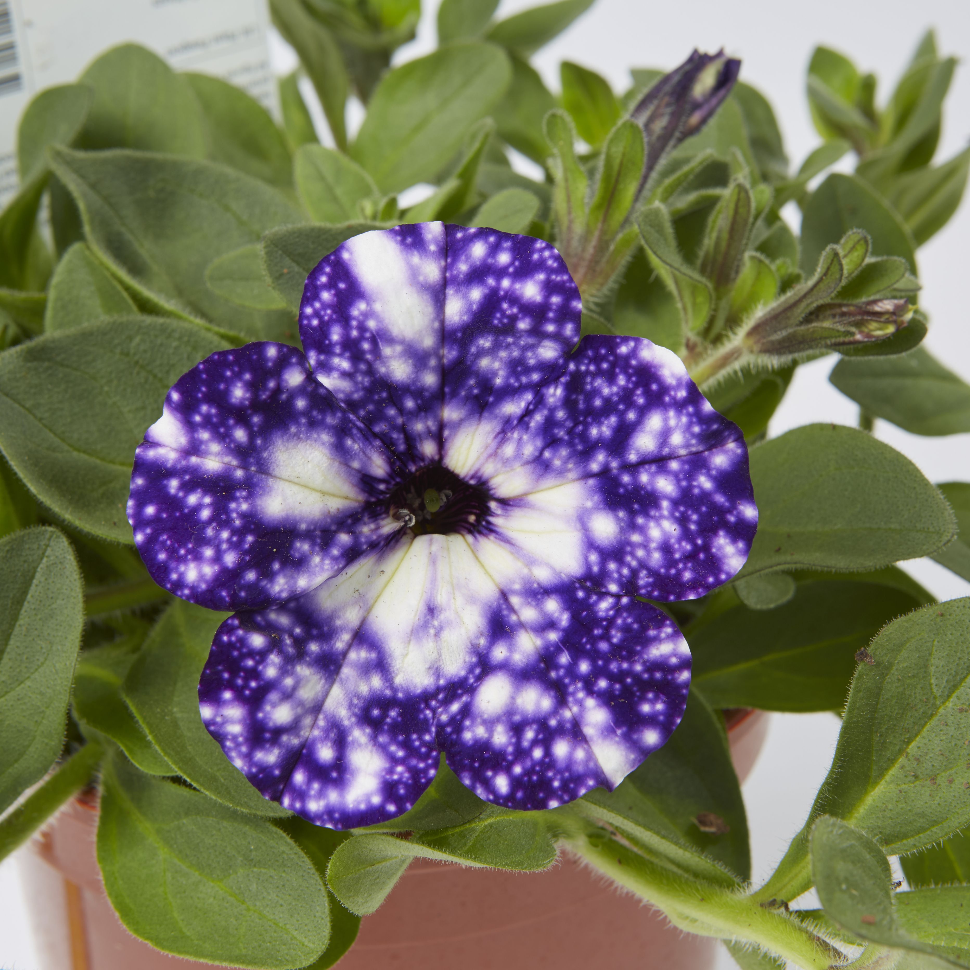Petunia Night Sky Summer Bedding plant 13cm, Pack of 4