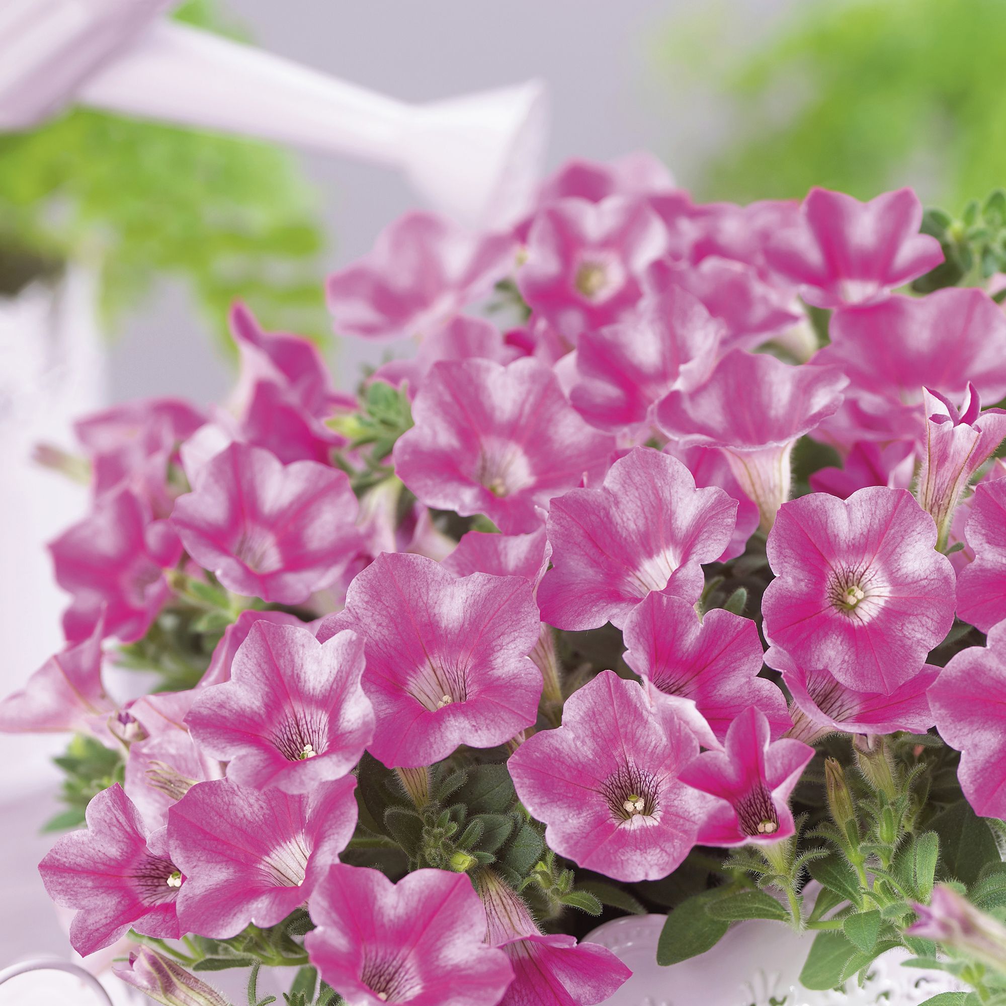Petunia Trailing Rose Star Summer Bedding plant 10.5cm, Pack of 6