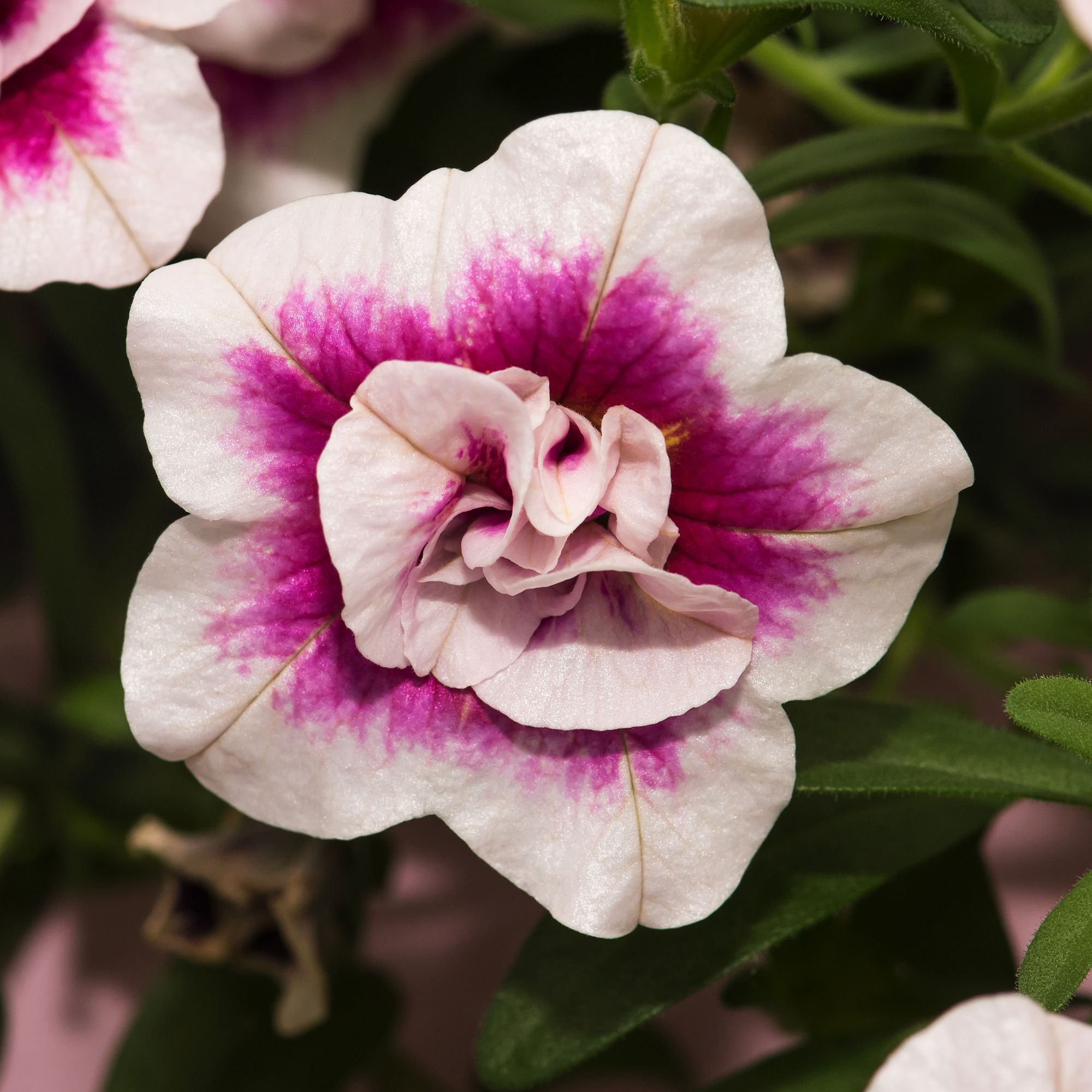 Petunia Trailing Summer Bedding plant 10.5cm, Pack of 6