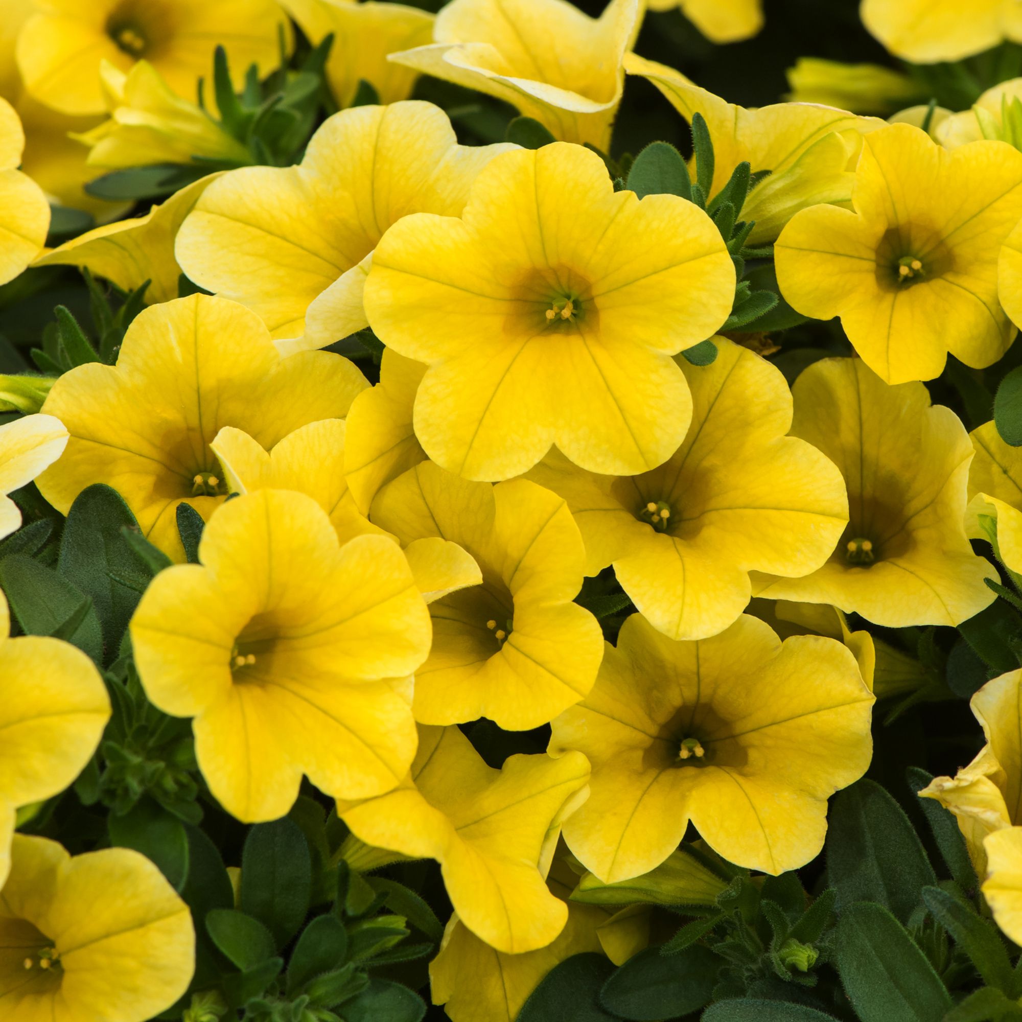 Petunia Trailing Summer Bedding plant 10.5cm, Pack of 6