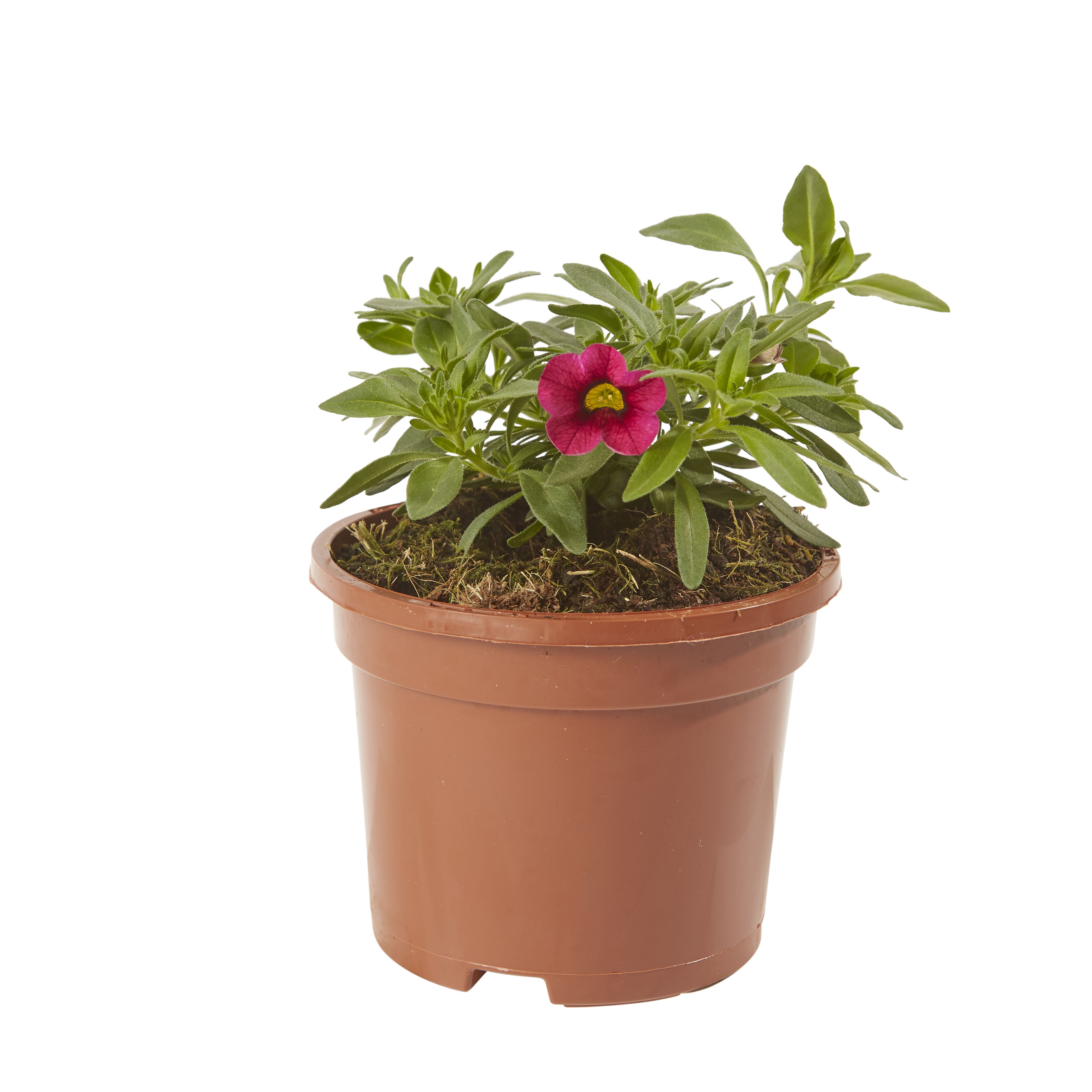 Petunia Trailing Summer Bedding plant 10.5cm, Pack of 6
