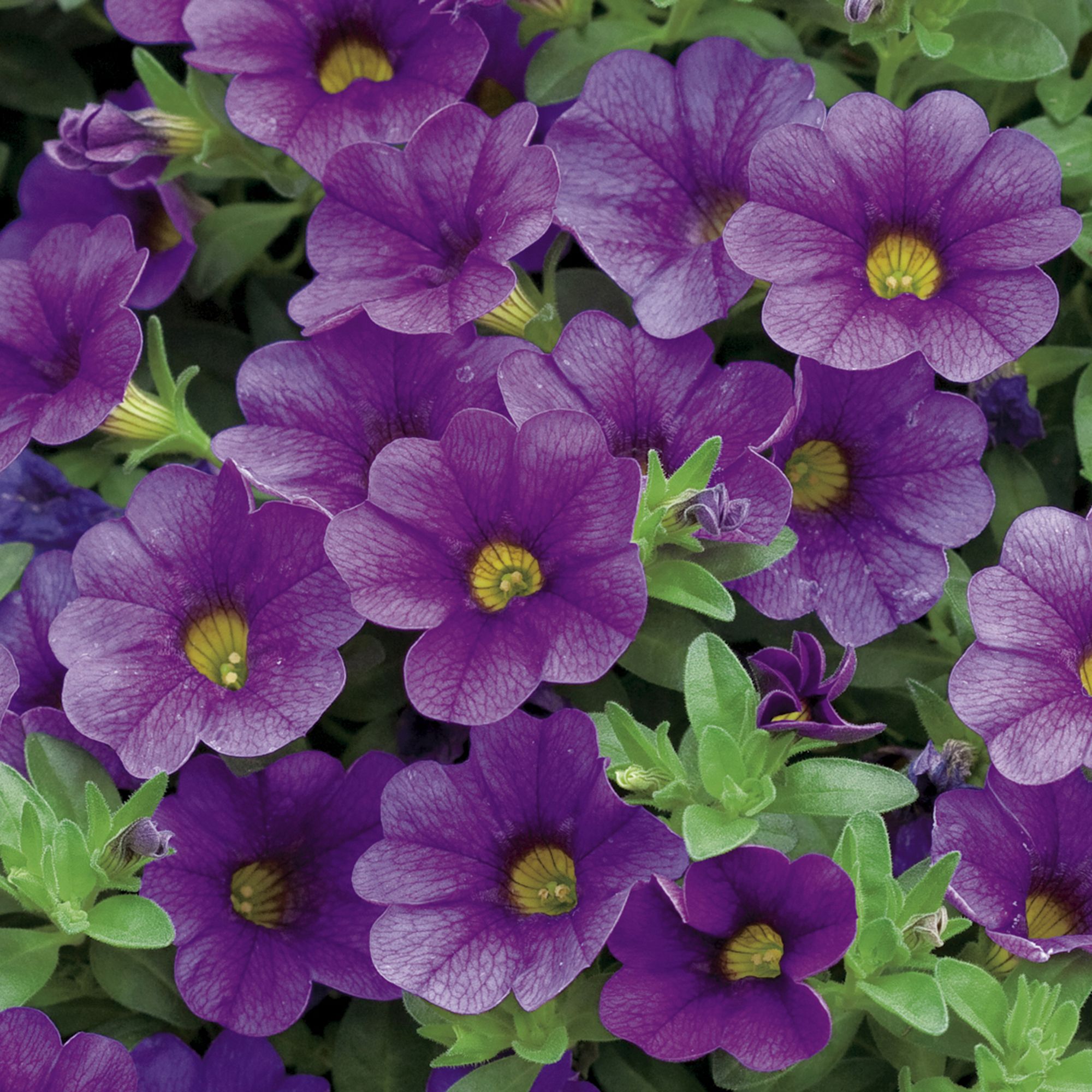 Petunia Trailing Summer Bedding plant 10.5cm, Pack of 6