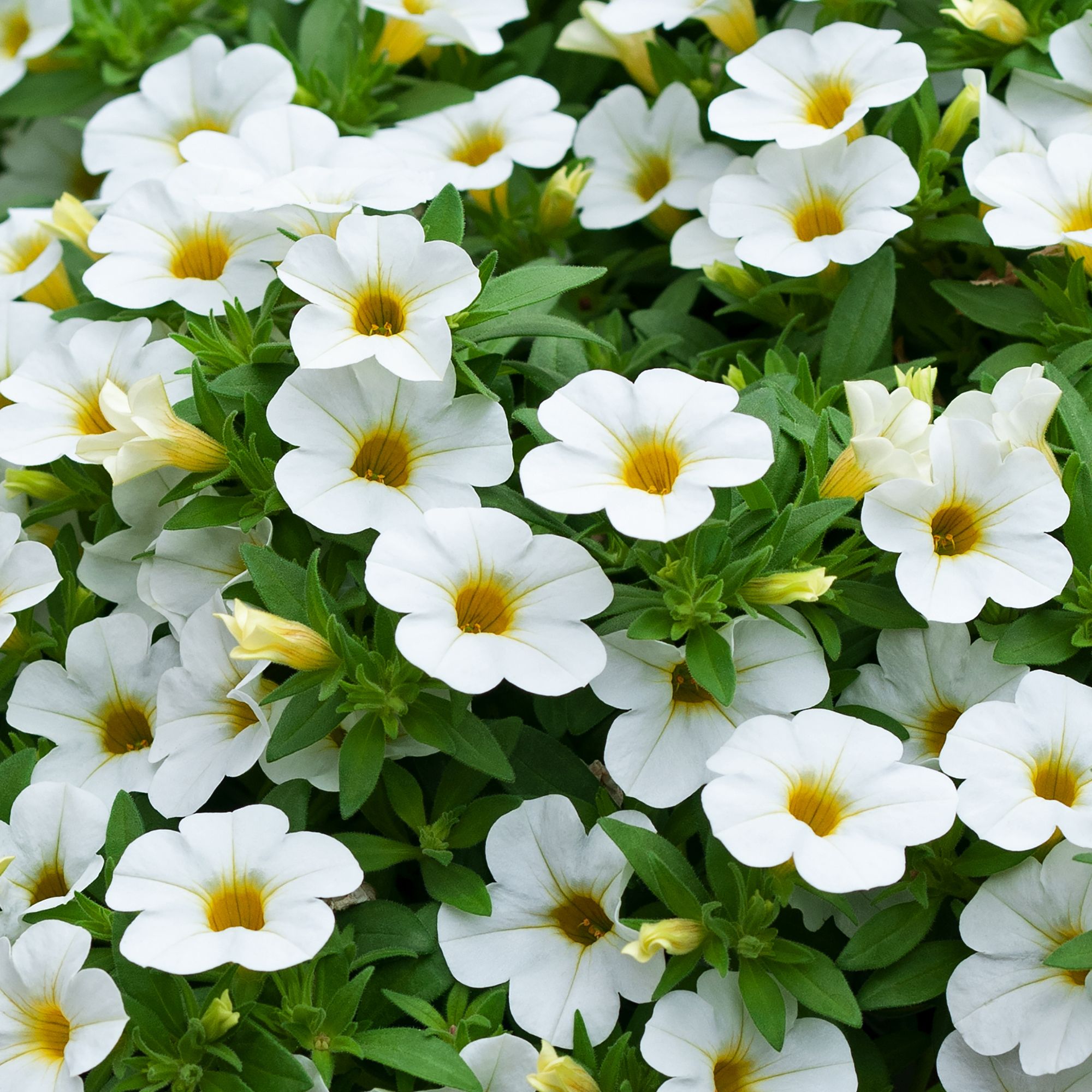 Image of Petunia white summer bedding plant