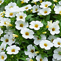 Petunia Trailing White Summer Bedding plant 10.5cm, Pack of 6