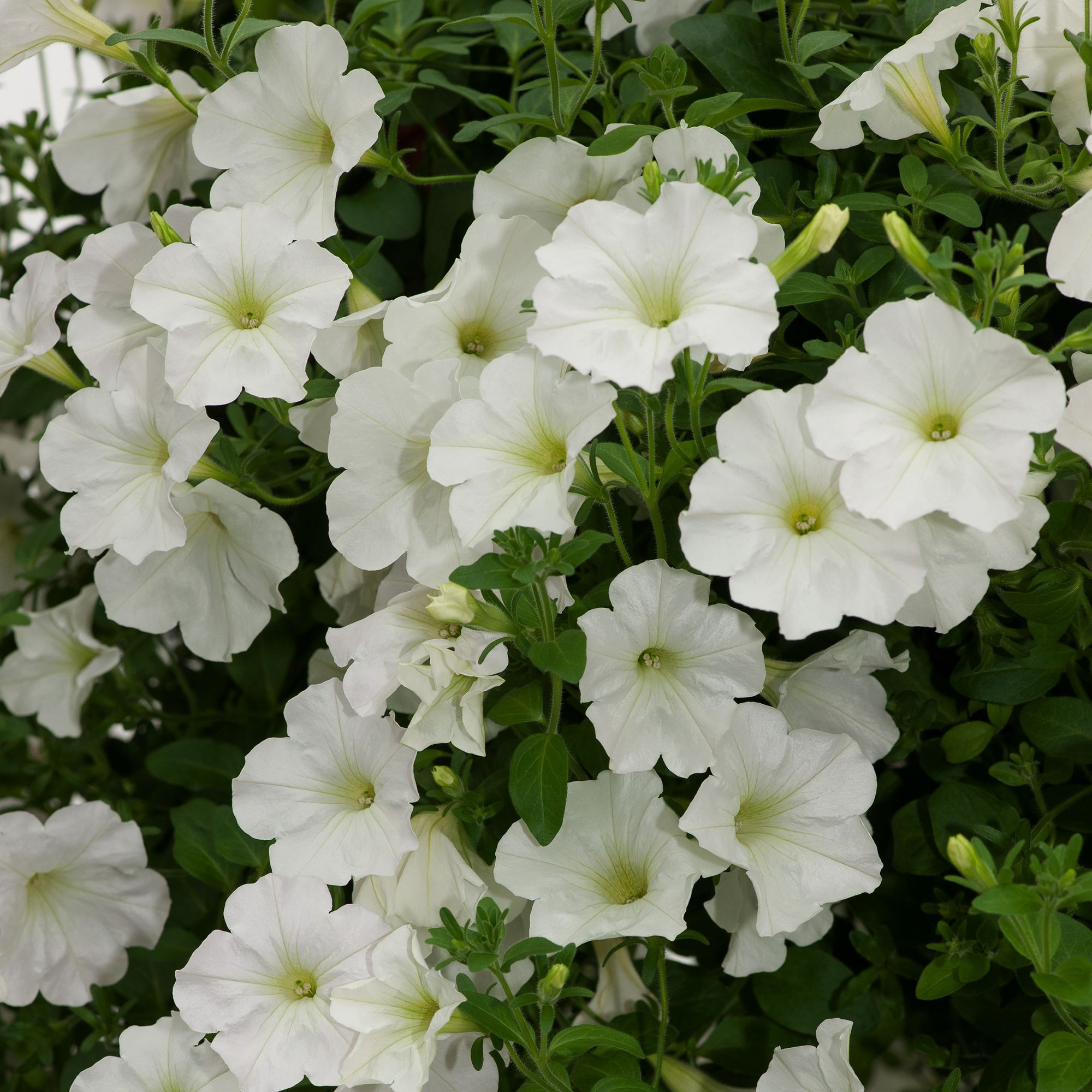 Petunia Trailing White Summer Bedding plant 10.5cm, Pack of 6 DIY at B&Q