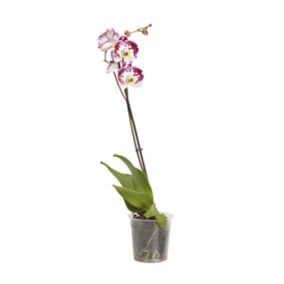Phalaenopsis Assorted in 12cm Clear Plastic Grow pot