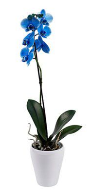 PHALEANOPSIS 1 SPIKE DYED BLUE