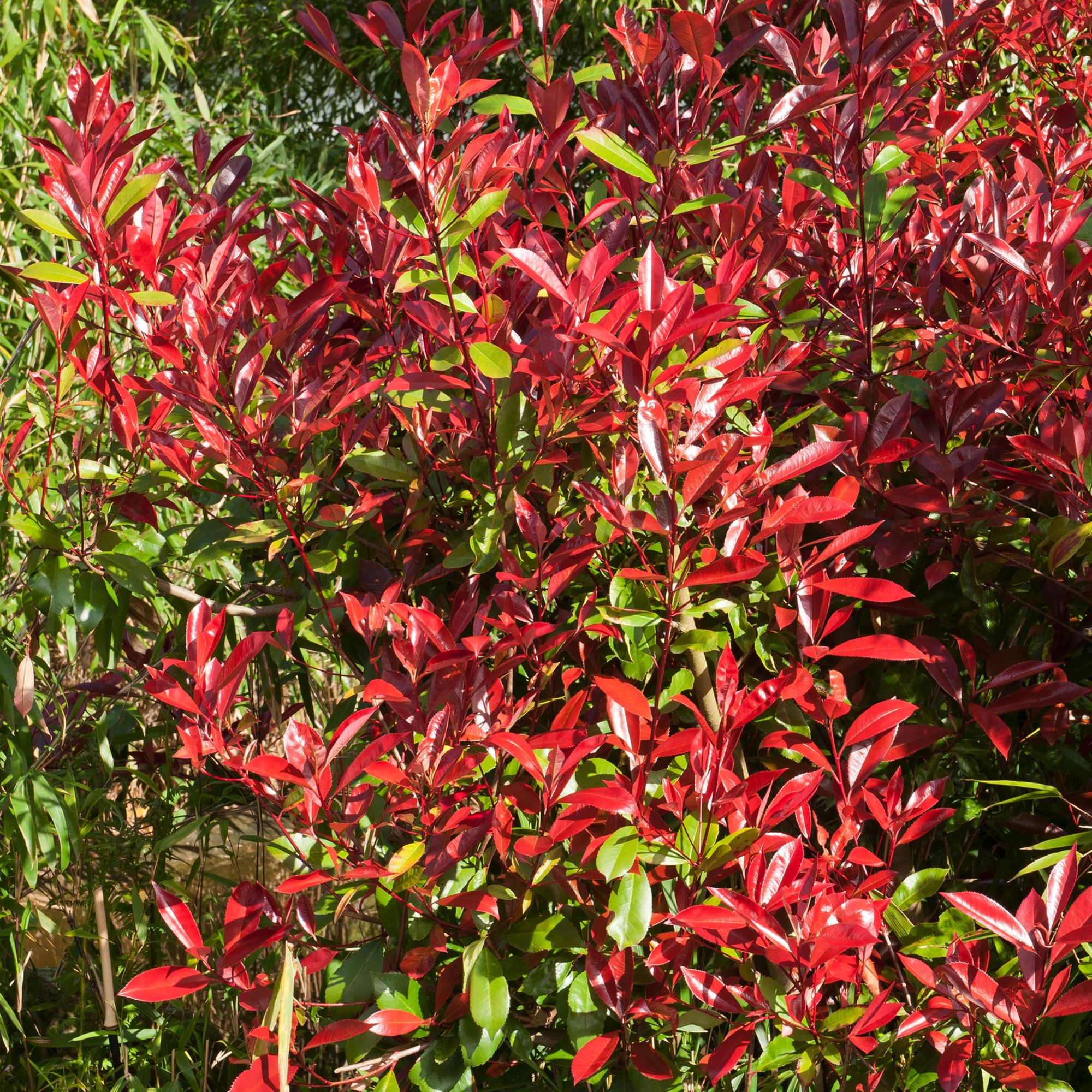 PHOTINIA DYNAMO RED ON FRAME 15L