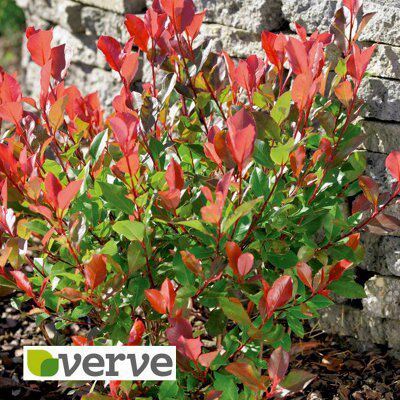 PHOTINIA LITTLE RED ROBIN