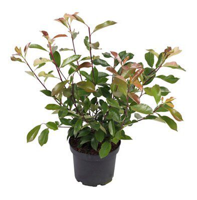PHOTINIA LITTLE RED ROBIN