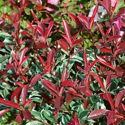 Photinia pink marble | DIY at B&Q