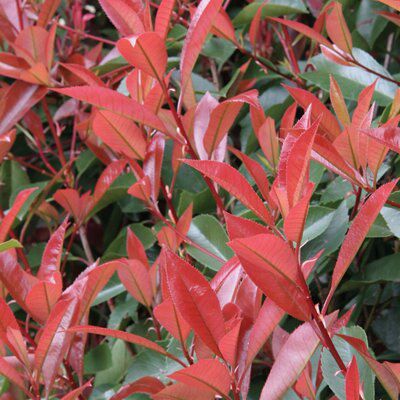 Photinia red robin bush | DIY at B&Q