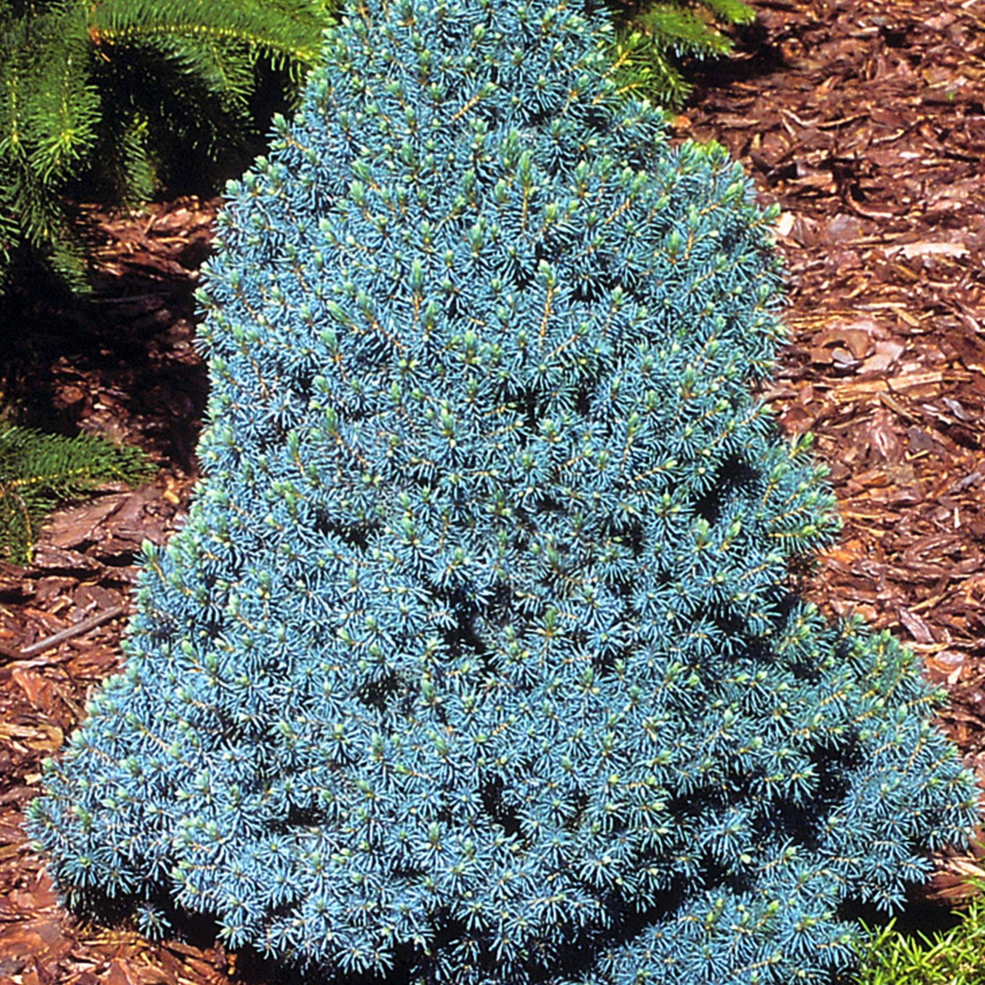 PICEA SANDERS BLUE