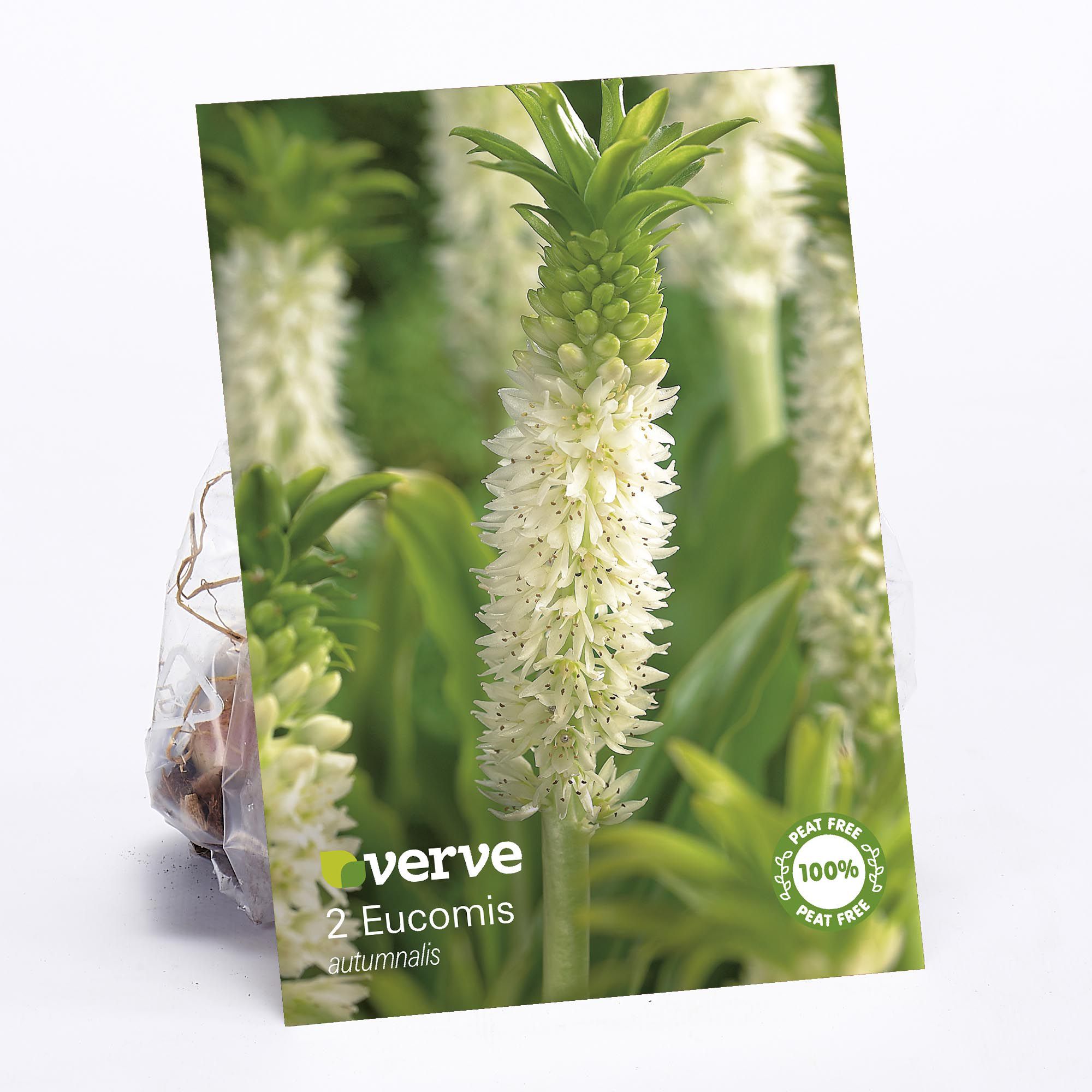 Pineapple Plant Flower bulb, Pack of 2 DIY at B&Q