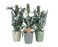 Pineapple plant in 13.5cm Assorted Ceramic Decorative pot