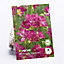 Pink Double Freesias Flower bulb, Pack of 15