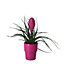 Pink quill in 9cm Pot