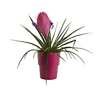 Pink quill in 9cm Pot