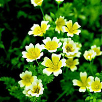 Poached egg plant Seed