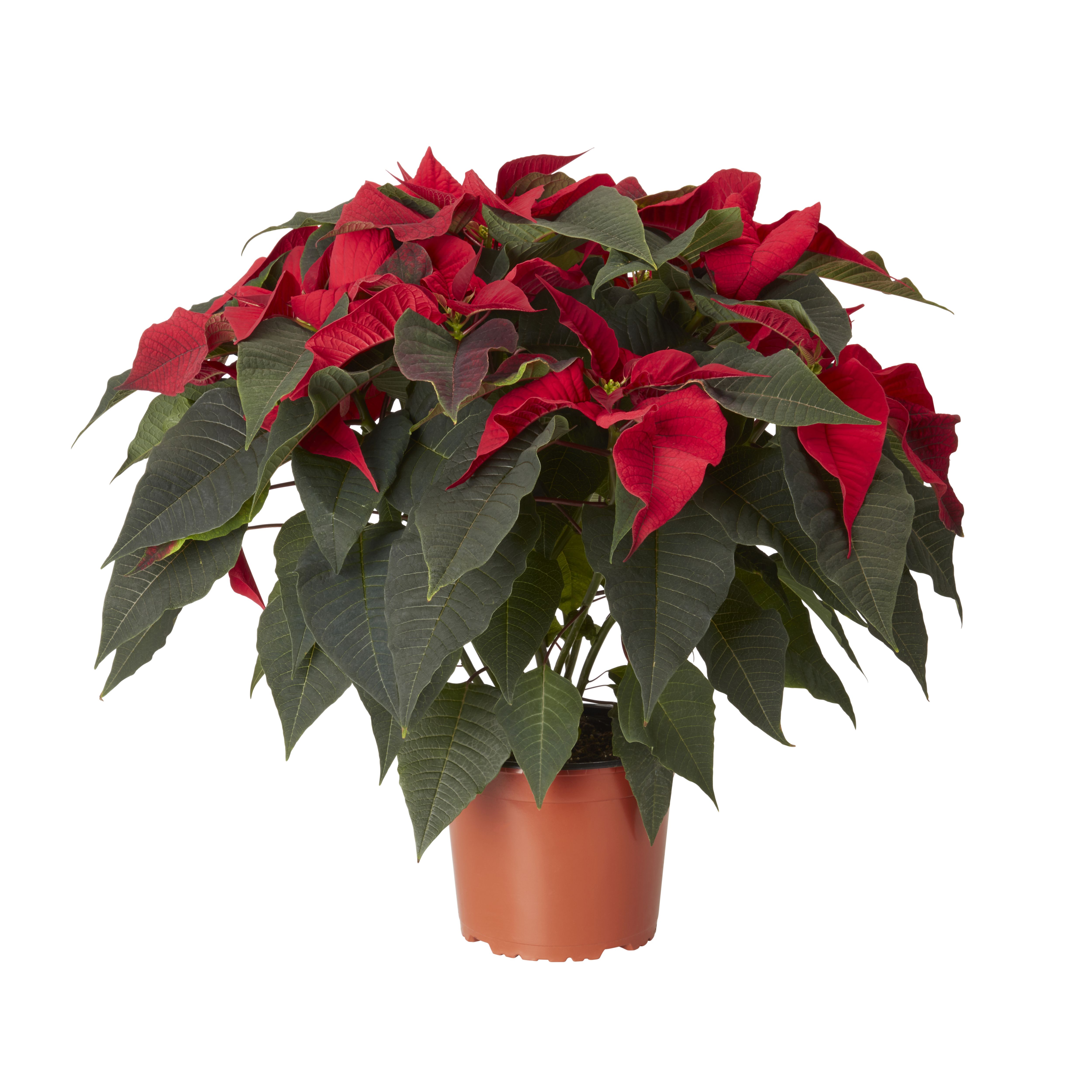 Buy Poinsettia in Plastic Grow pot 17cm | DIY at B&Q