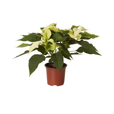 Growing and caring for poinsettia