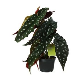 Polka Pink or white Begonia in 12cm Black Foliage plant Plastic Grow pot