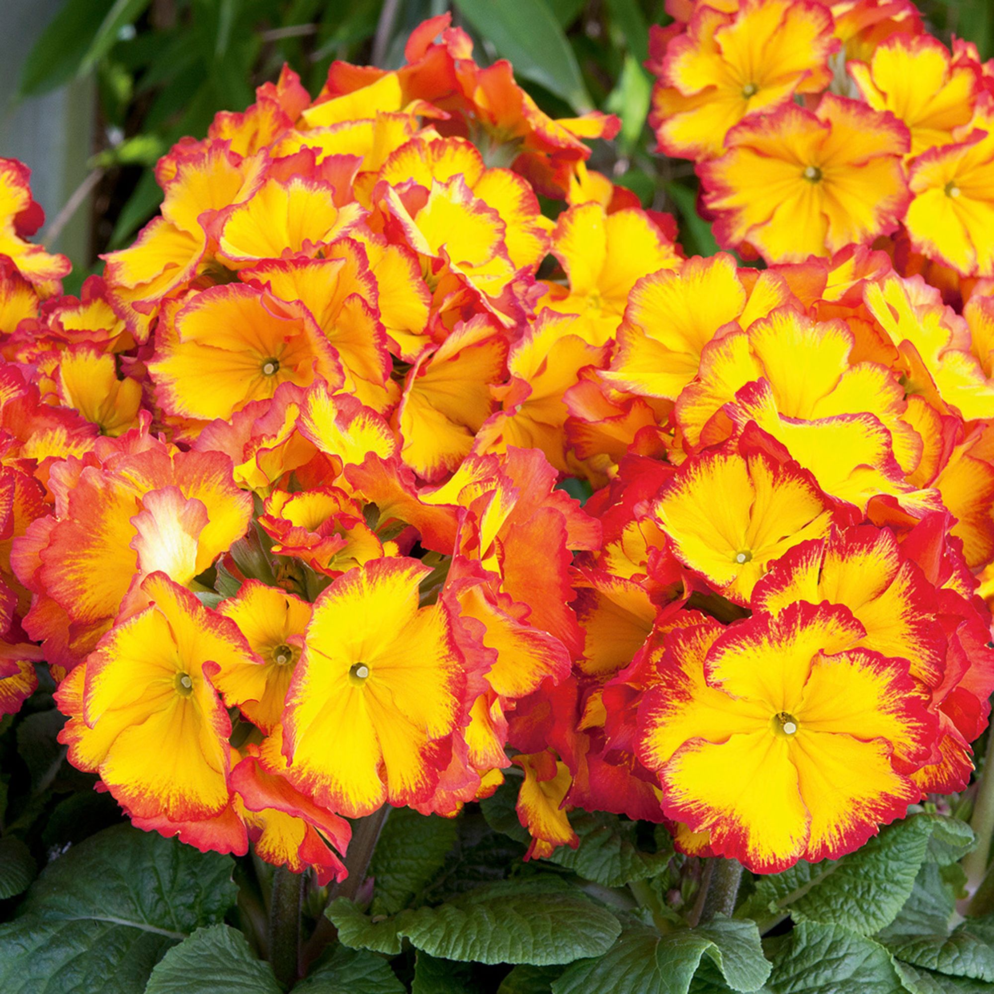 Polyanthus Firedragon Spring Bedding plant 13cm, Pack of 4