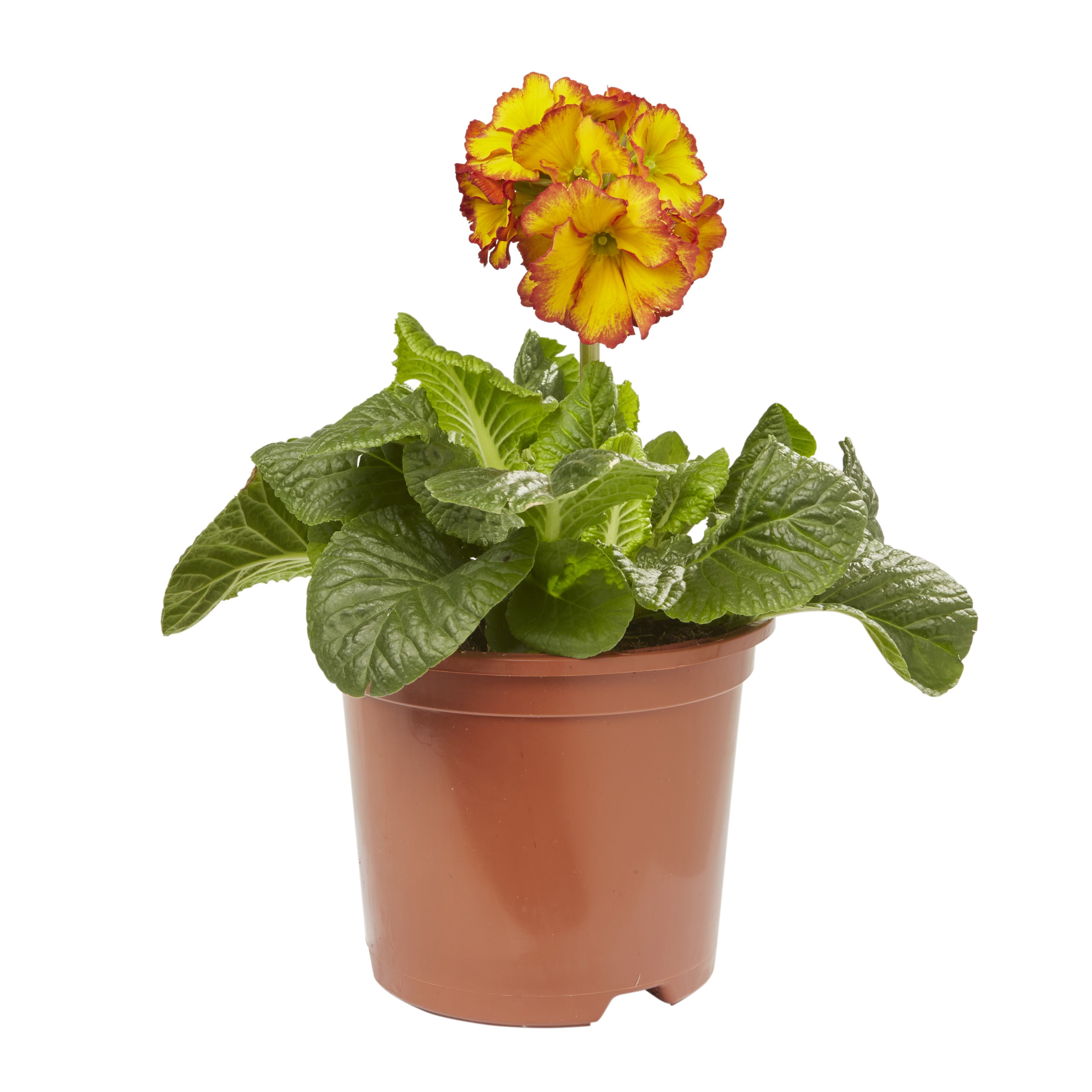 Polyanthus Firedragon Spring Bedding plant 13cm, Pack of 4