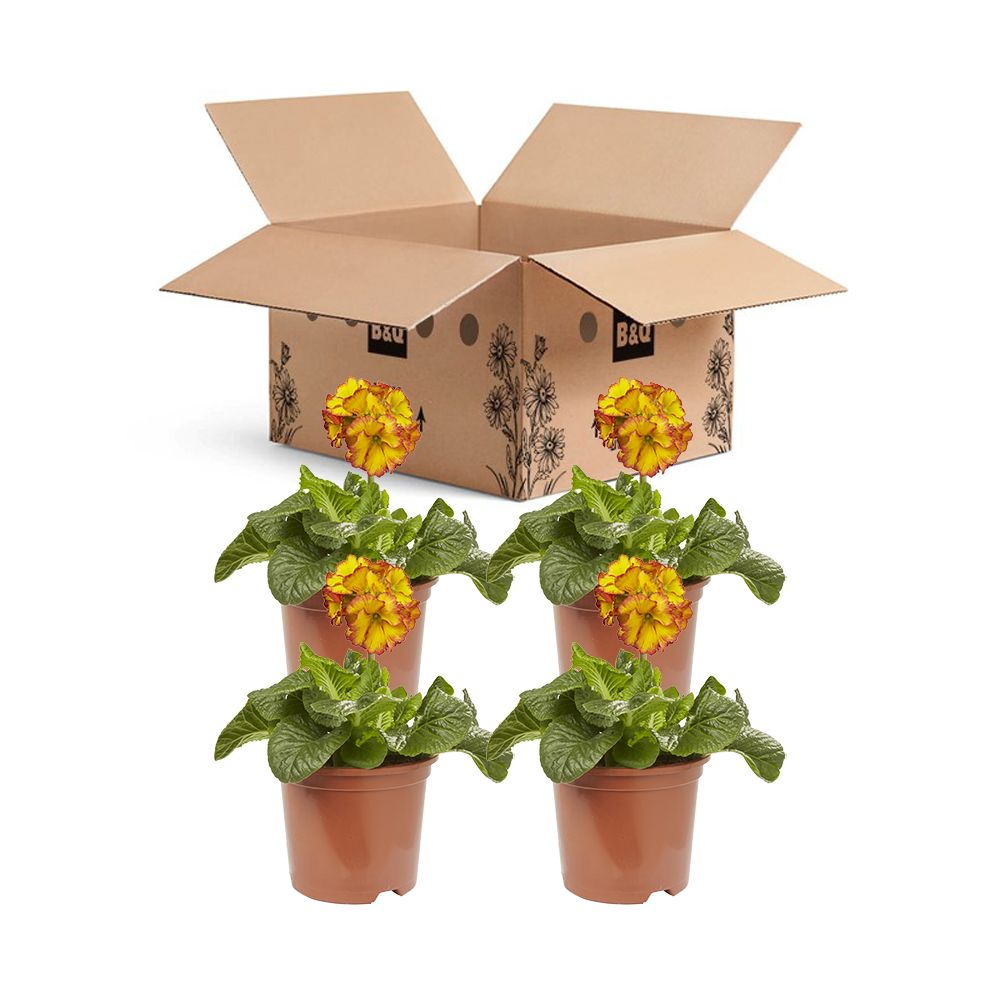 Polyanthus Firedragon Spring Bedding plant 13cm, Pack of 4
