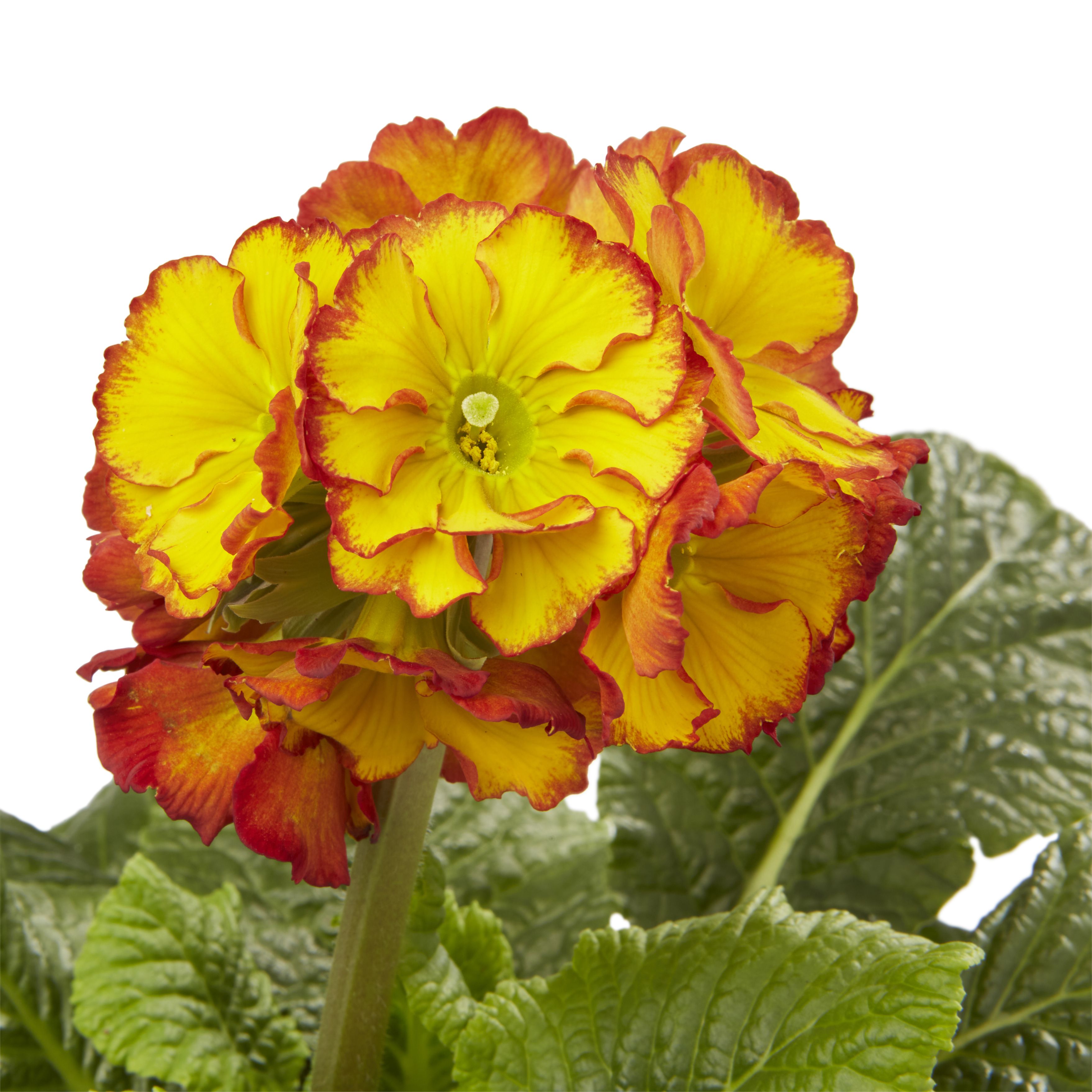Polyanthus Firedragon Spring Bedding plant 13cm, Pack of 4