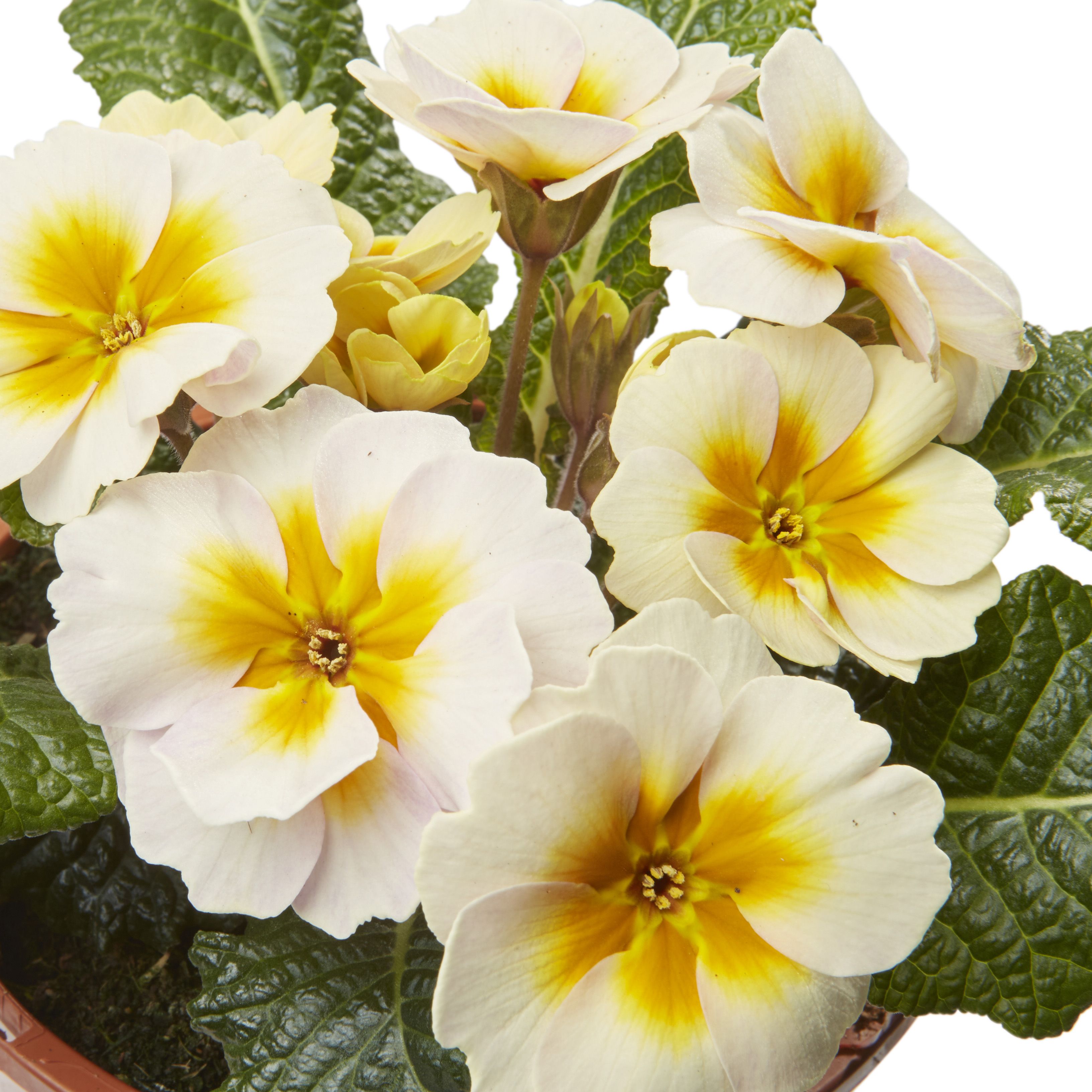 Polyanthus Lunar gold Spring Bedding plant 13cm, Pack of 4 | DIY at B&Q