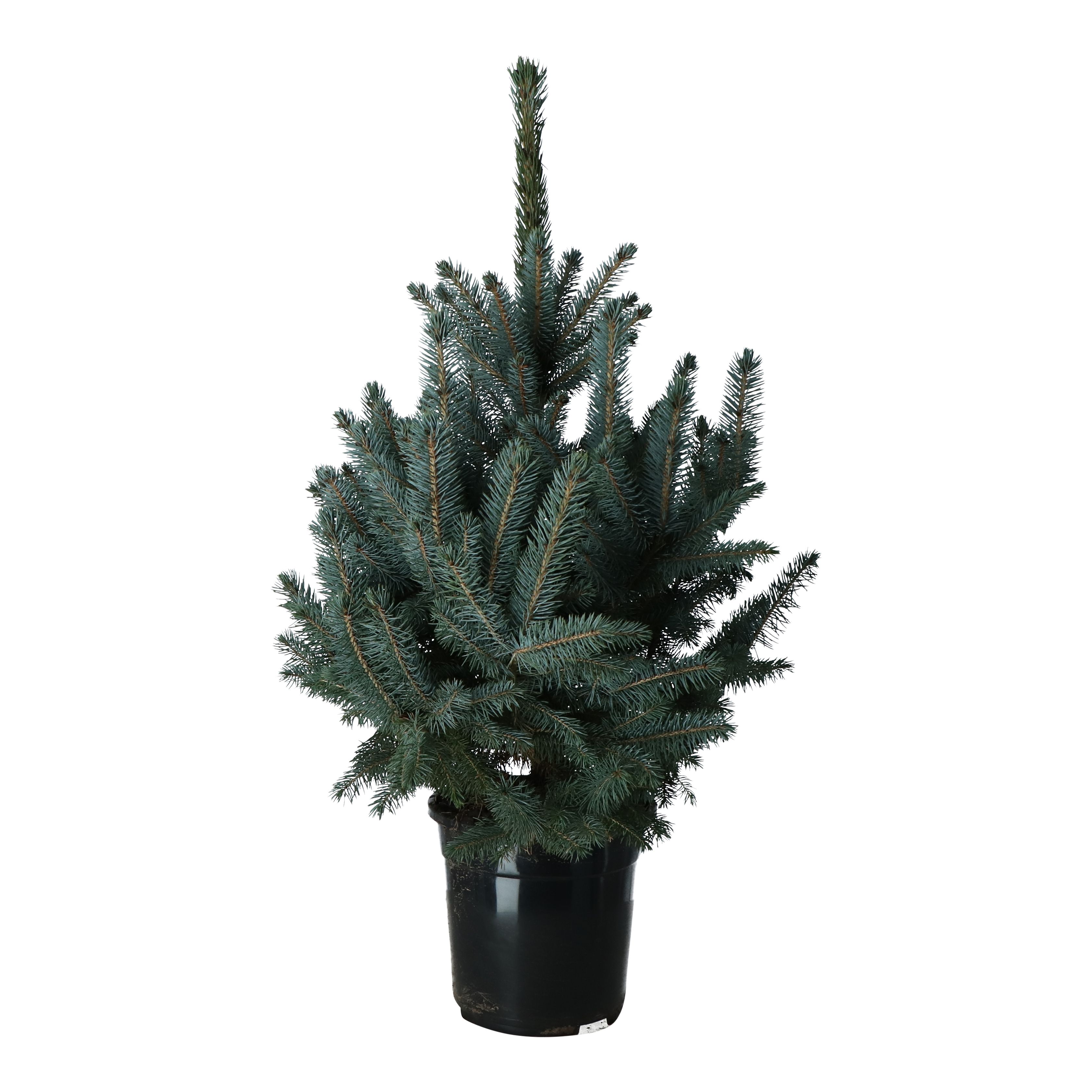 Pot grown Christmas tree DIY at B&Q