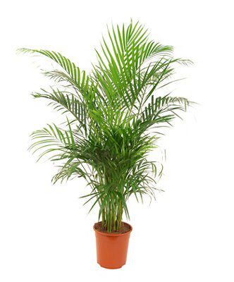 Pot