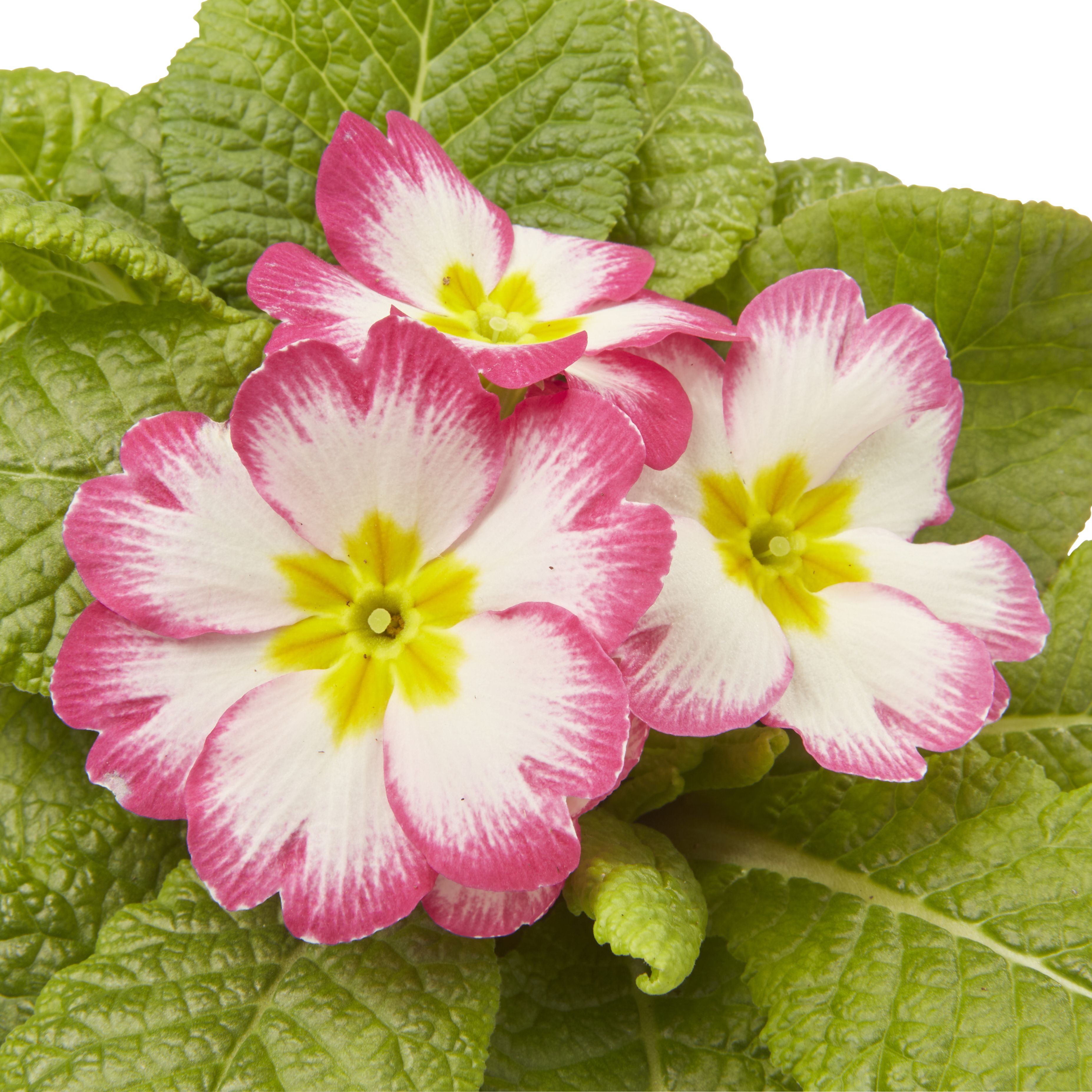 Primrose Apple blossom Autumn Bedding plant 10.5cm, Pack of 6 | DIY at B&Q