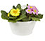 Primrose in Cream Metal Bowl planter