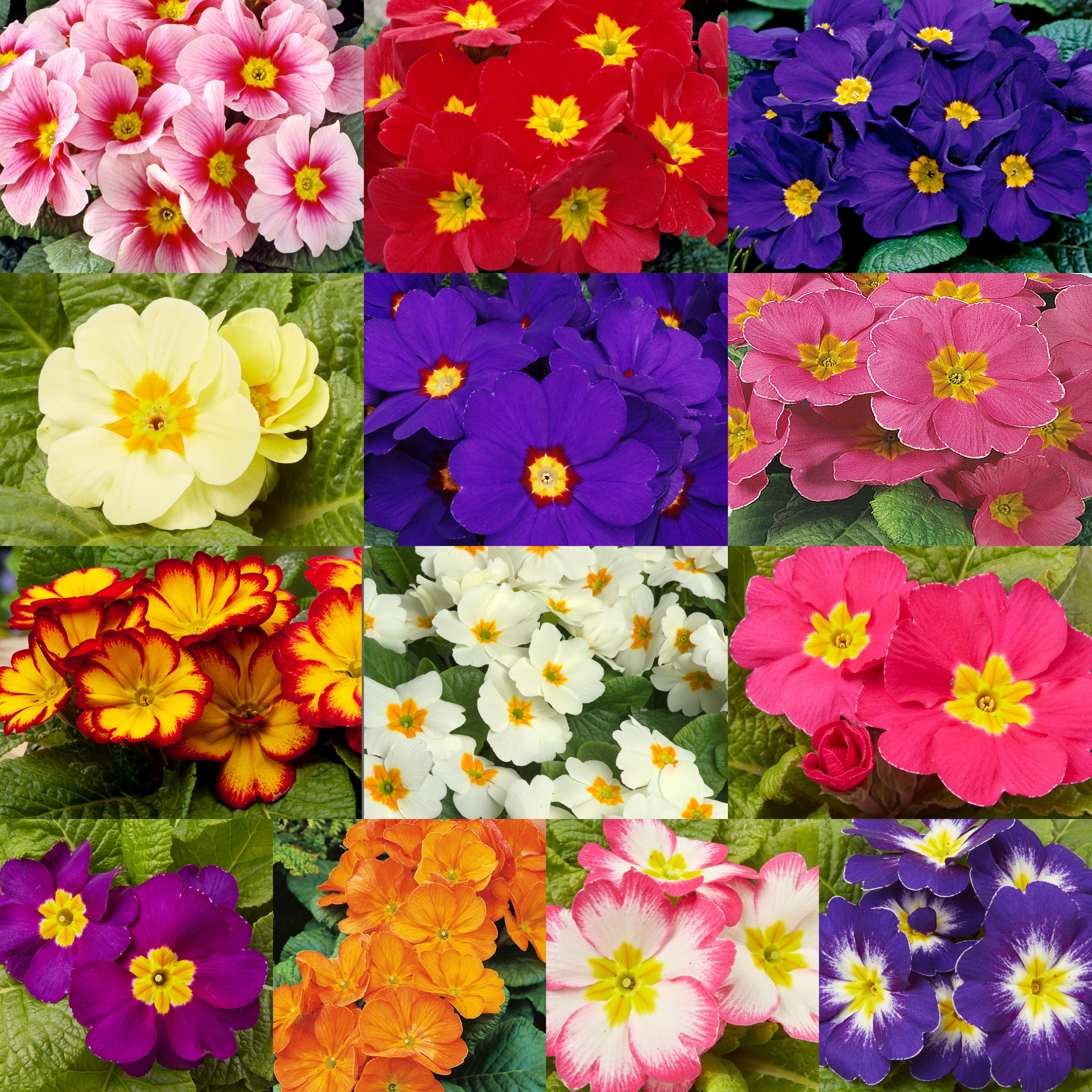 Spring on sale bedding plants