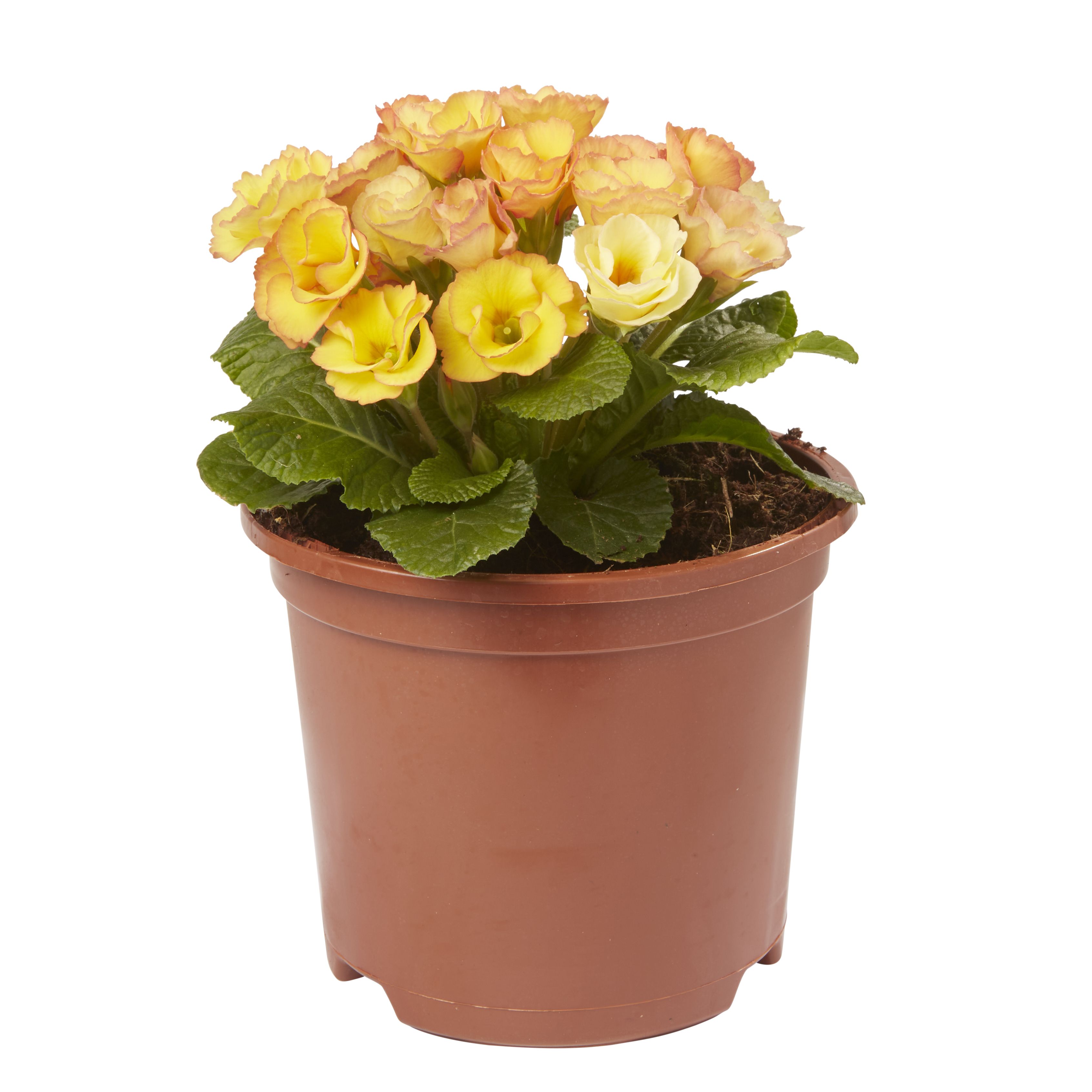 Primrose Primlet Spring Bedding plant 13cm, Pack of 4