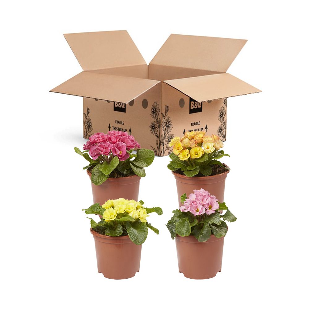 Primrose Primlet Spring Bedding plant 13cm, Pack of 4