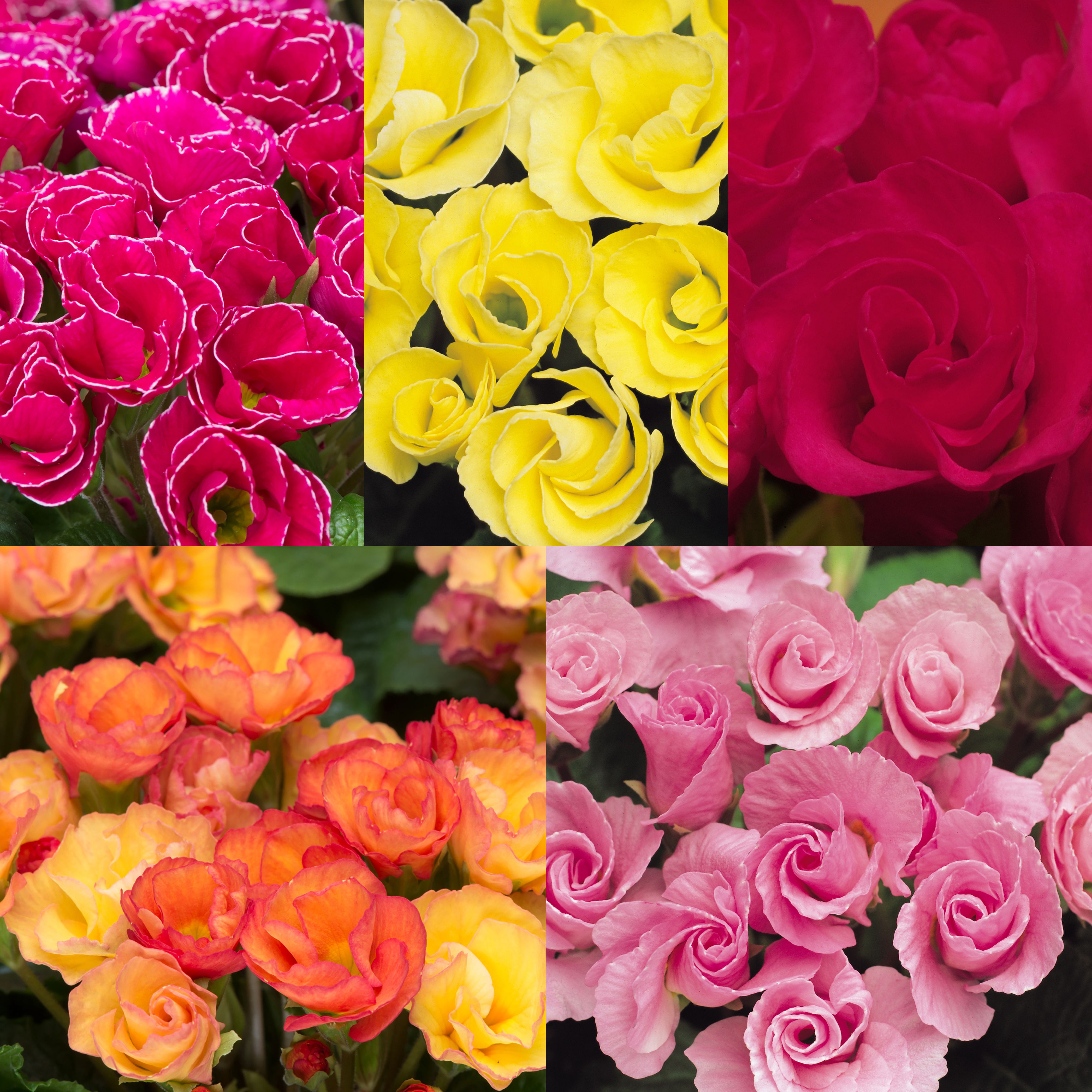Primrose Primlet Spring Bedding plant 13cm, Pack of 4