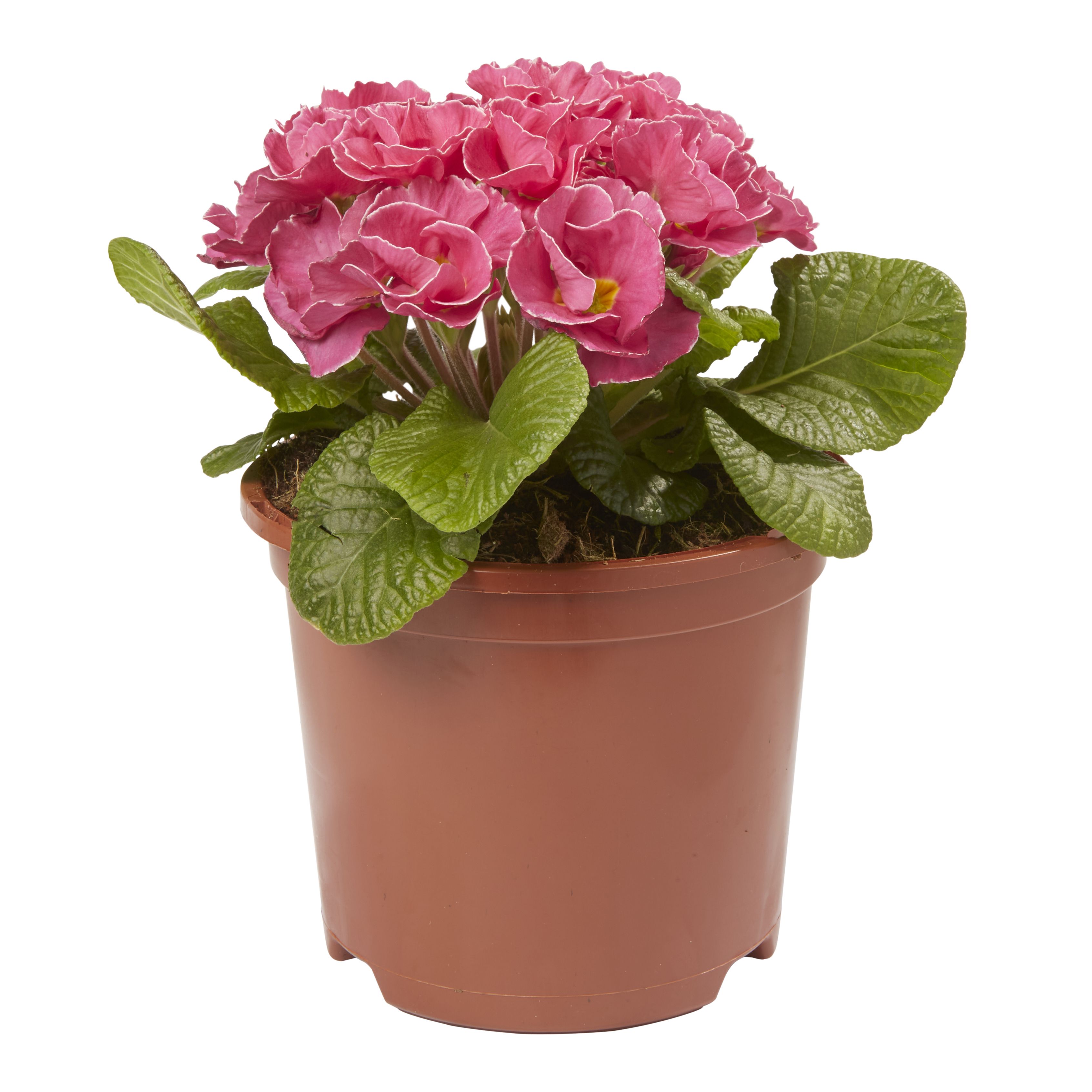 Primrose Primlet Spring Bedding plant 13cm, Pack of 4