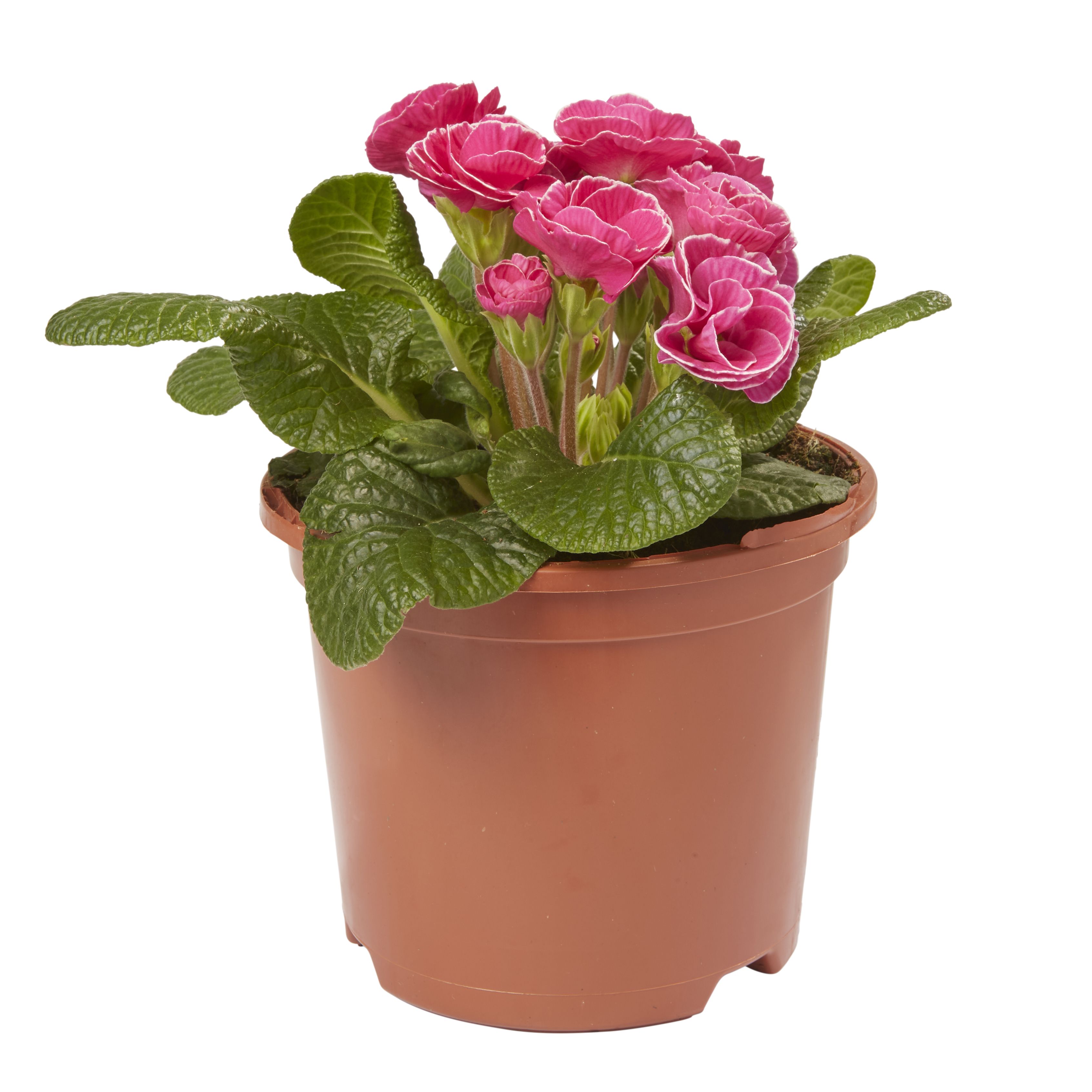 Primrose Primlet Spring Bedding plant 13cm, Pack of 4