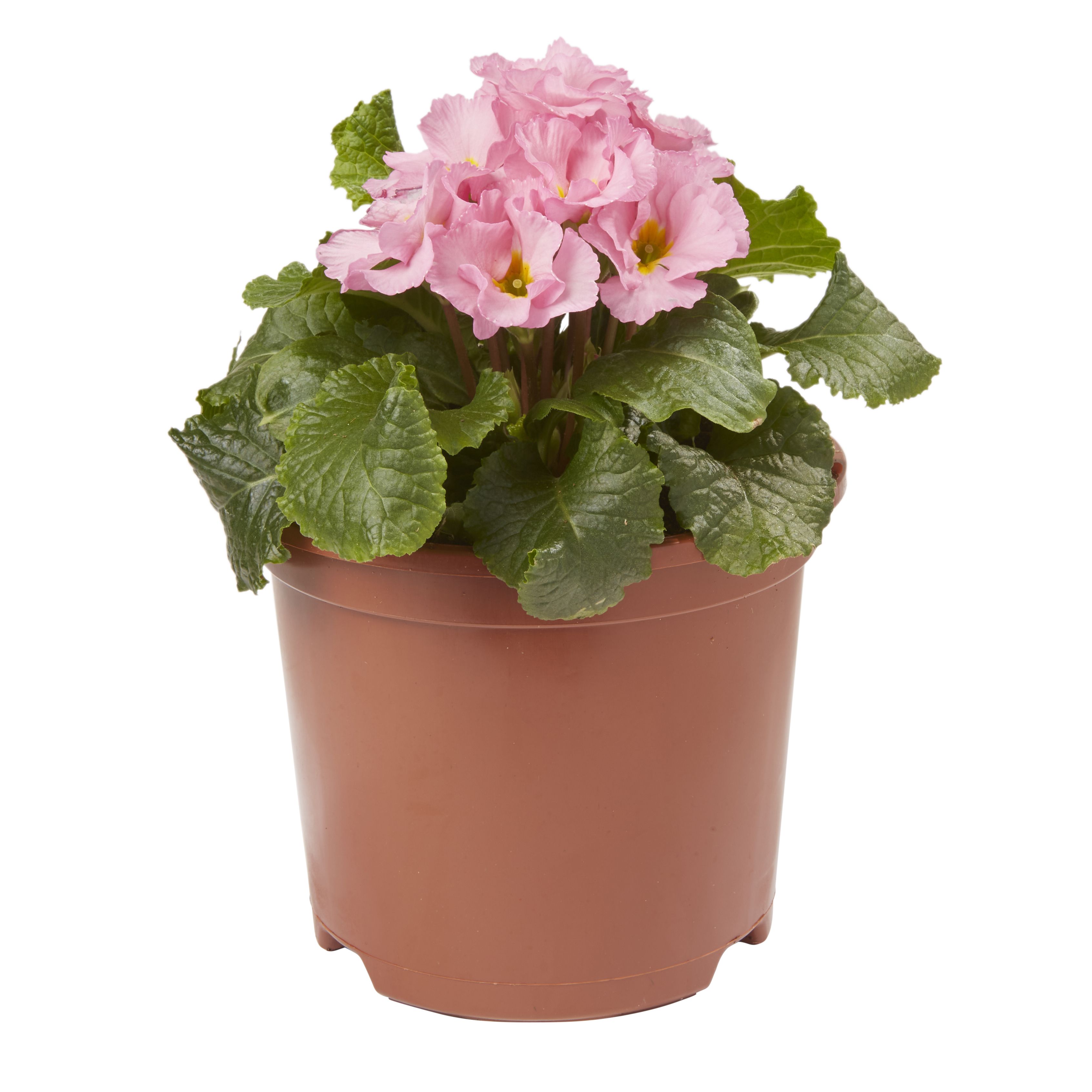 Primrose Primlet Spring Bedding plant 13cm, Pack of 4
