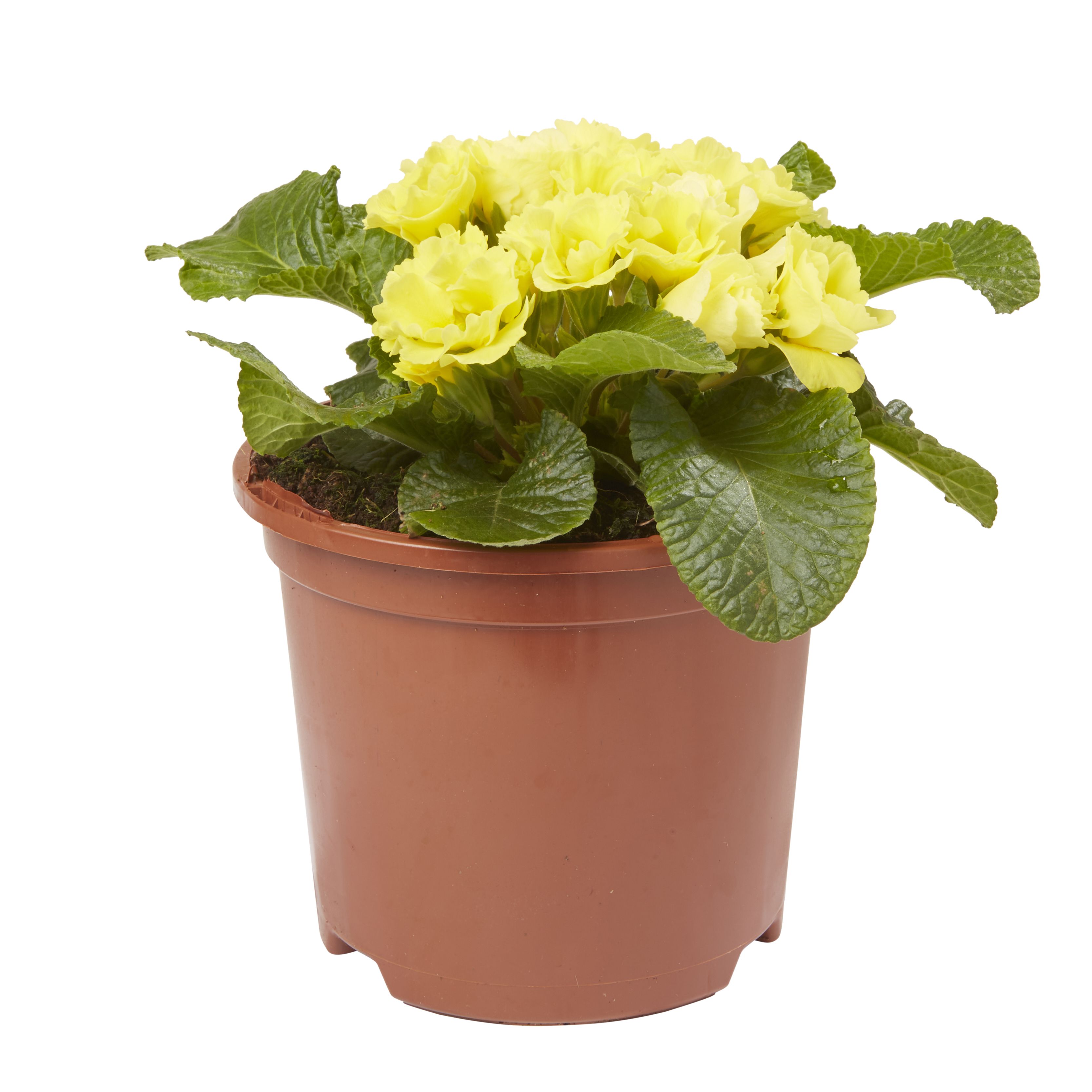Primrose Primlet Spring Bedding plant 13cm, Pack of 4