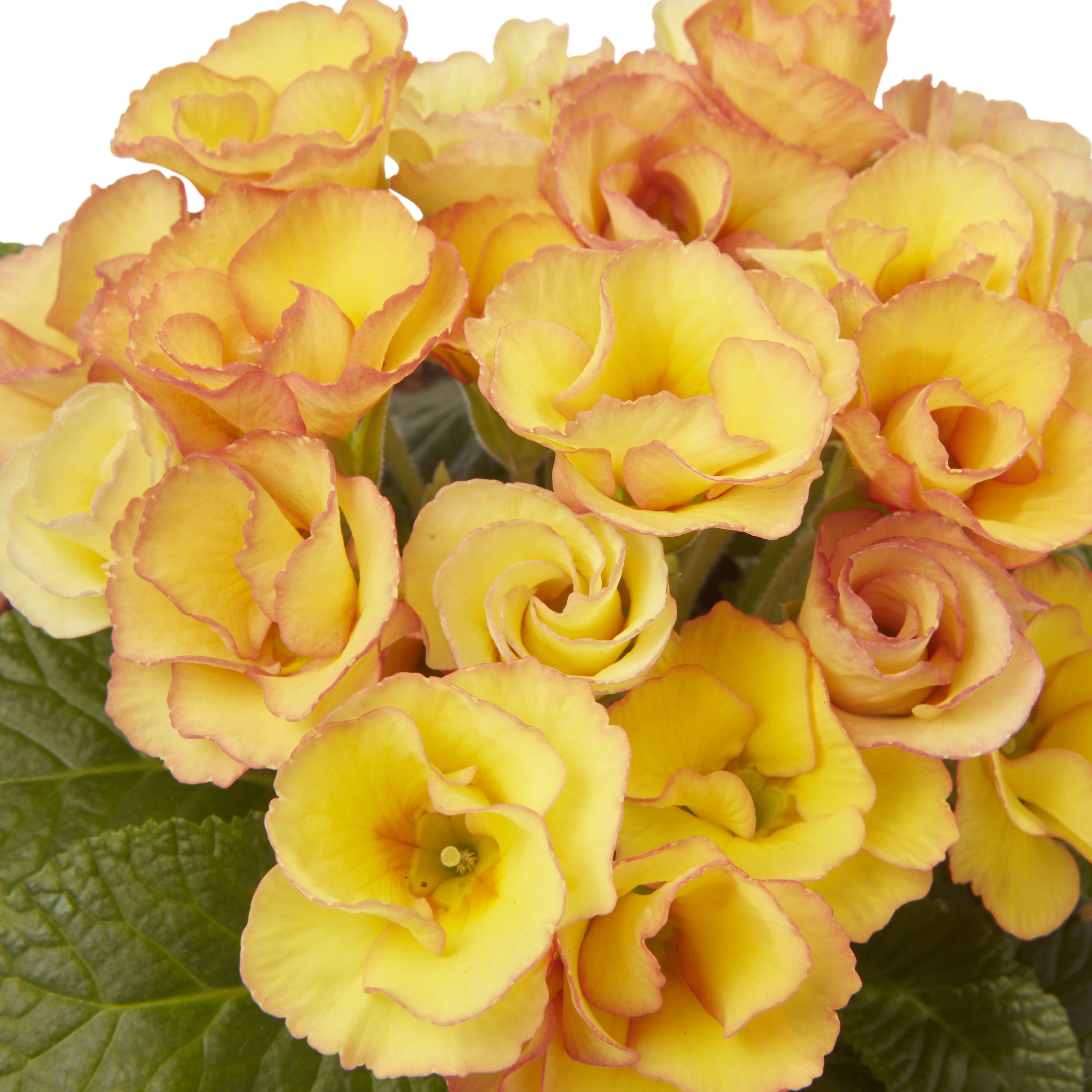 Primrose Primlet Spring Bedding plant 13cm, Pack of 4