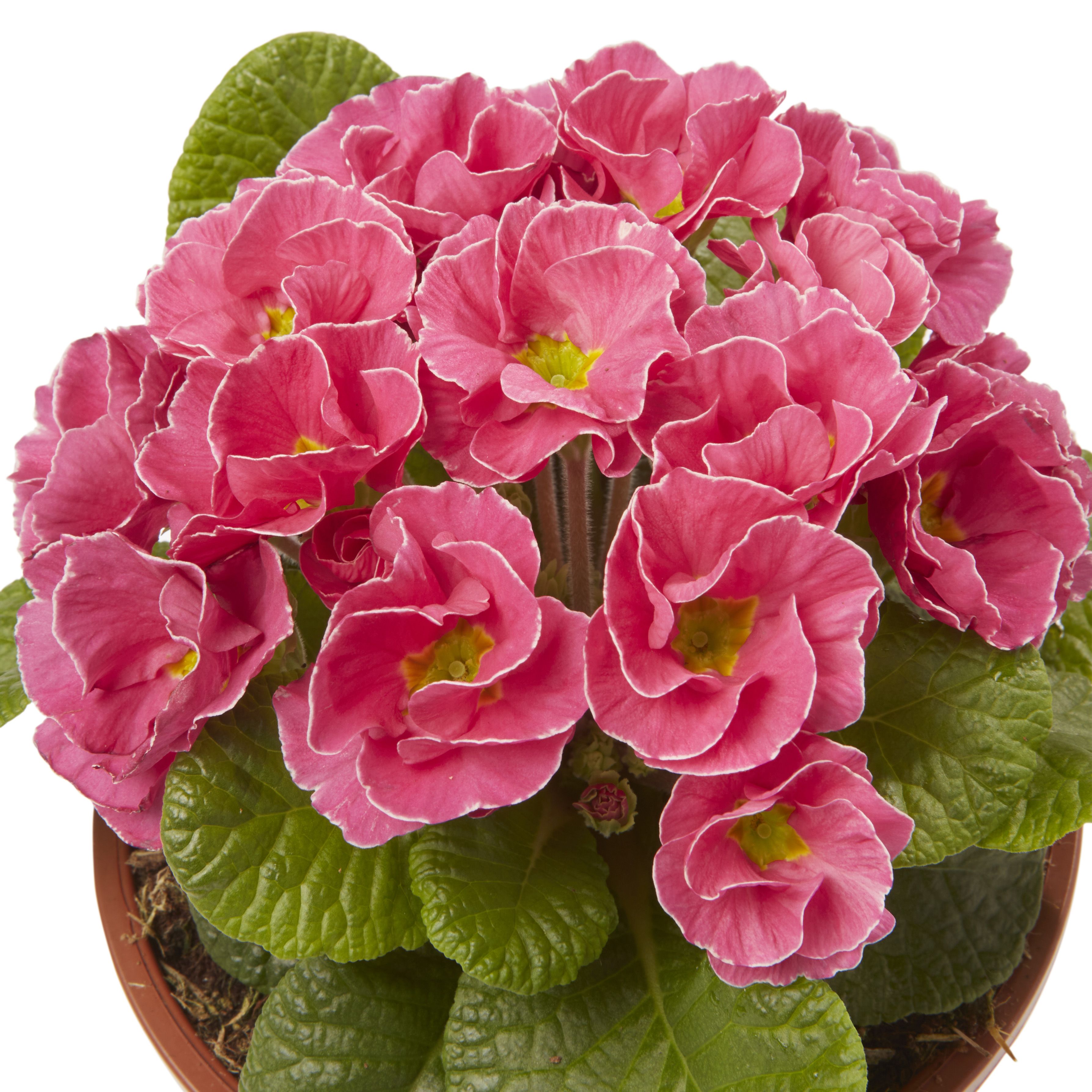 Primrose Primlet Spring Bedding plant 13cm, Pack of 4