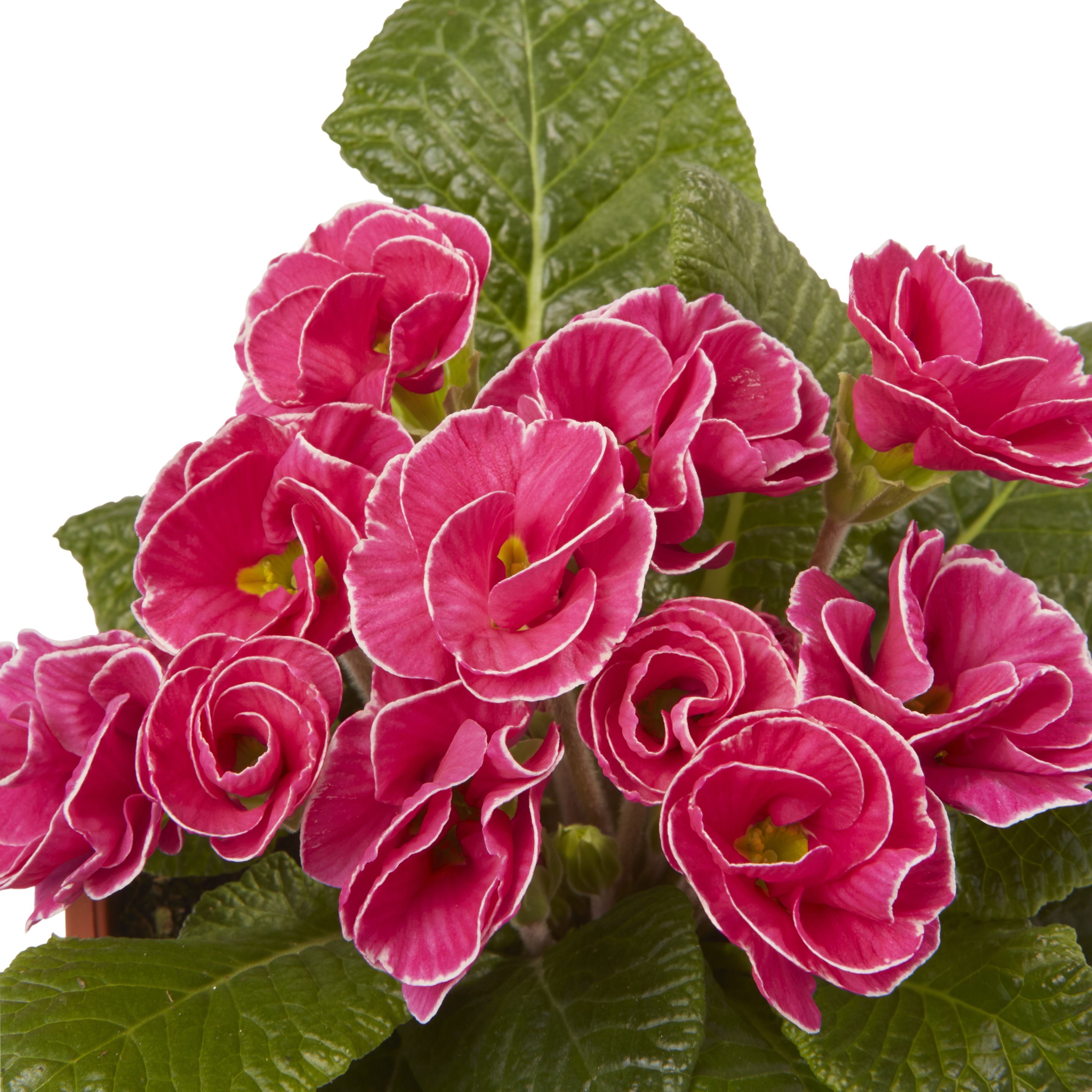 Primrose Primlet Spring Bedding plant 13cm, Pack of 4